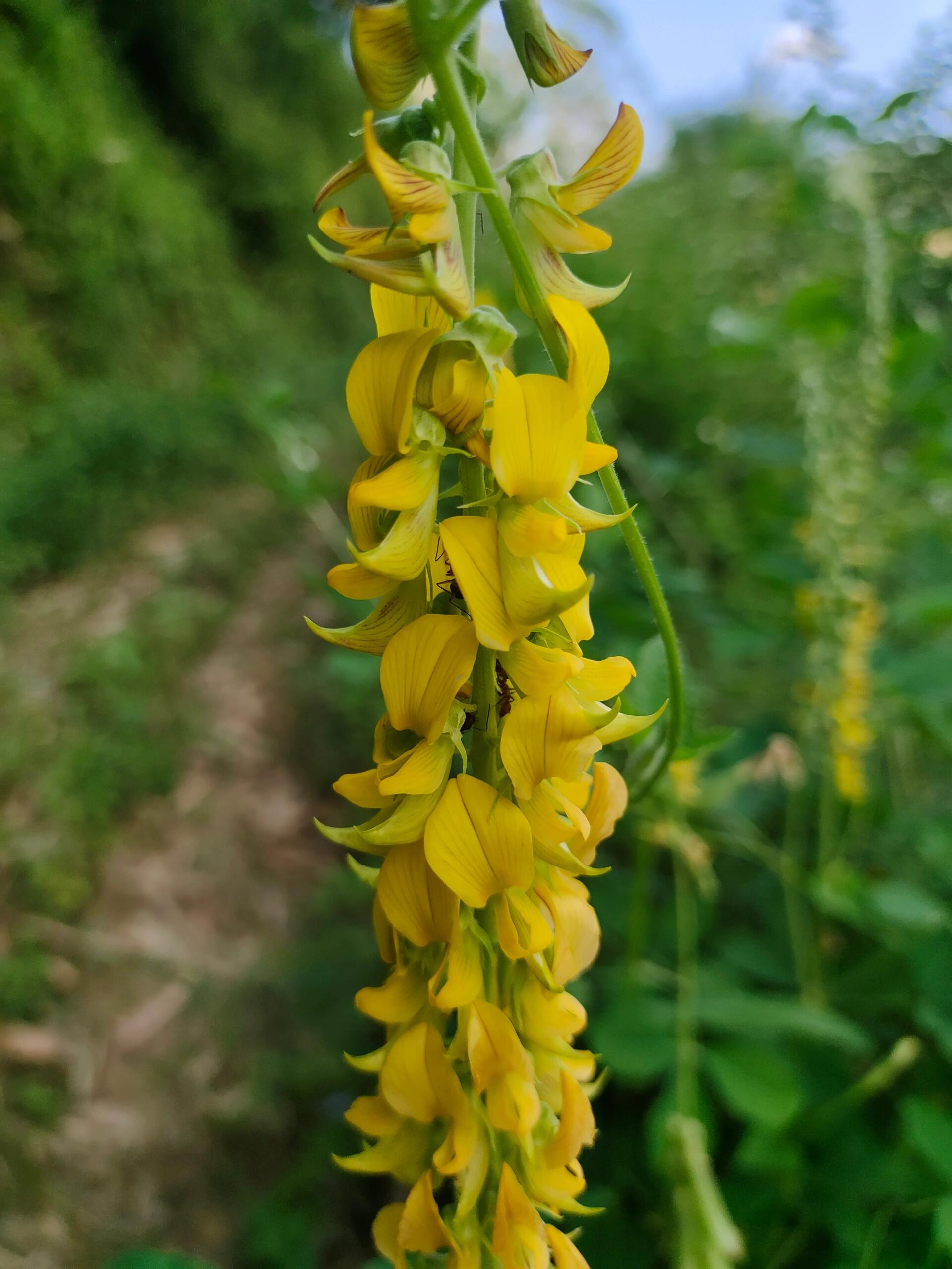 [115]每天认识一种植物—猪屎豆 91别名:白猪屎豆,野苦豆,大眼兰,野