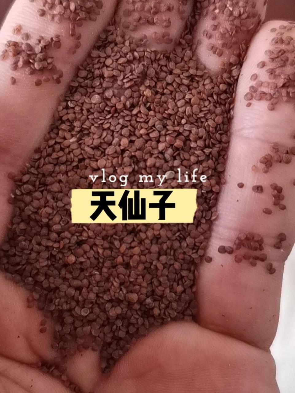 中药小常识:天仙子 功效与作用: 解痉止痛,止咳平喘,安神止惊.