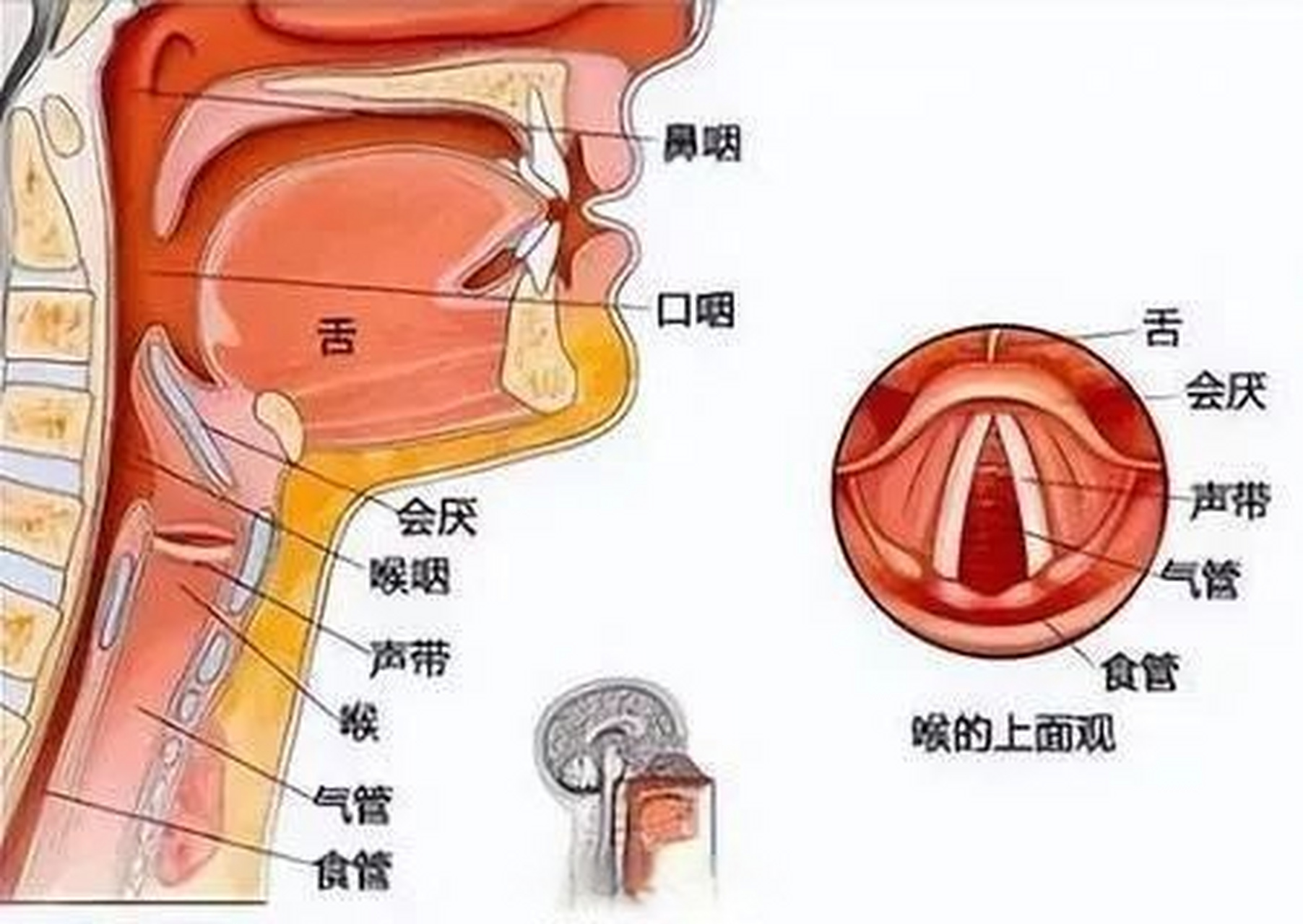 【频繁清嗓让咽喉和声带受不了】嗓子不舒服了清下