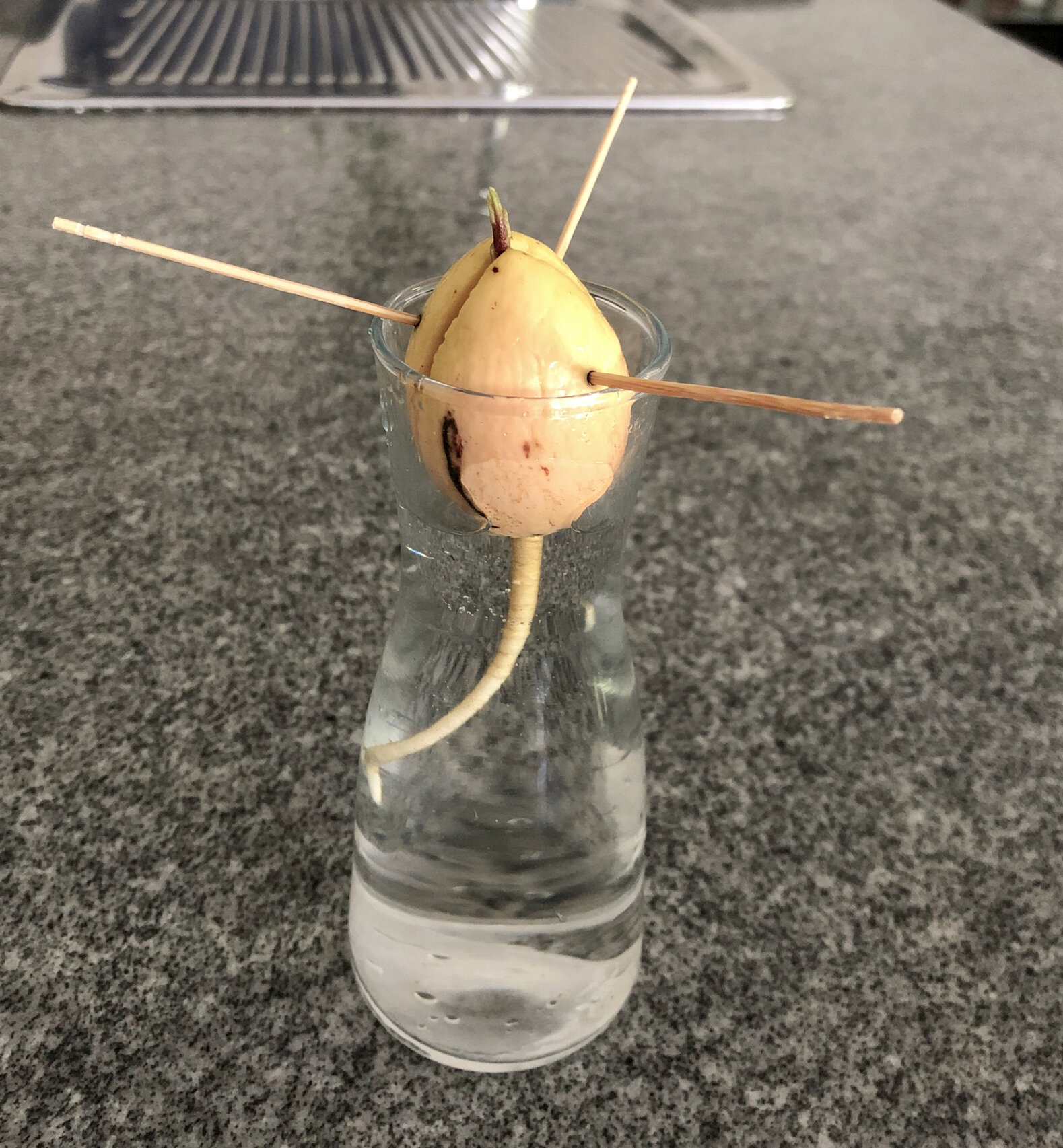 室内绿植之牛油果水培 室内绿植之牛油果水培07 澳洲干饭人们家中常