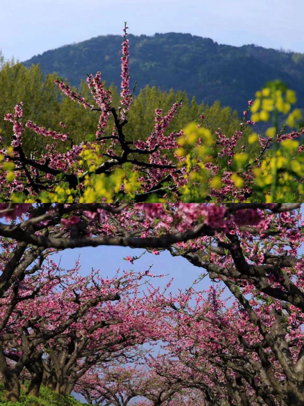 7815它就在土门峪二龙塔东南面山坡上94在这个桃花盛开的季节
