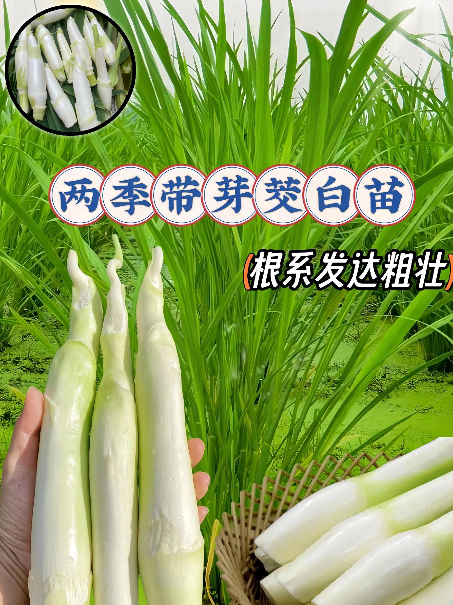 茭白,又名高瓜,菰手,茭笋,高笋.是禾本科菰属多年生宿根草本植物