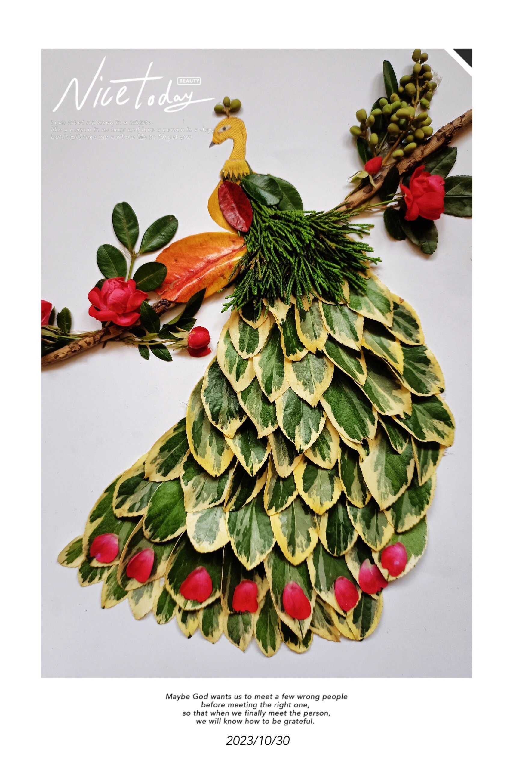 孔雀图树叶贴画 学校秋游,布置了树叶画作业.