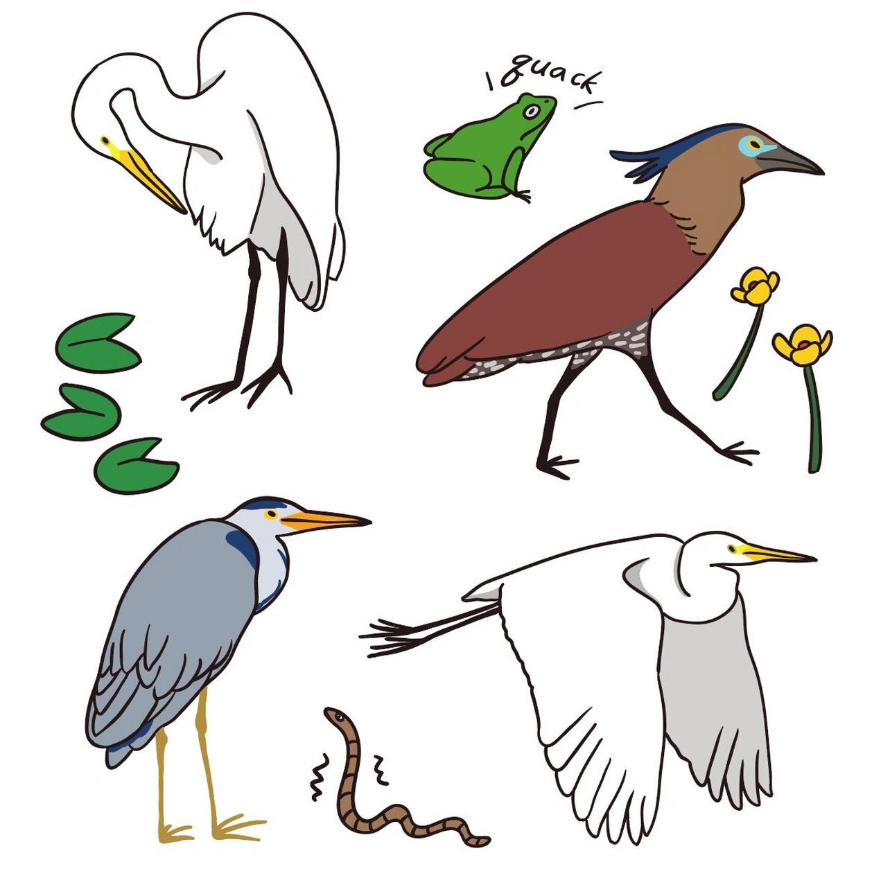 鹭科鸟插画       最近试着以商品化为目标画了一系列的鸟类插画,原先