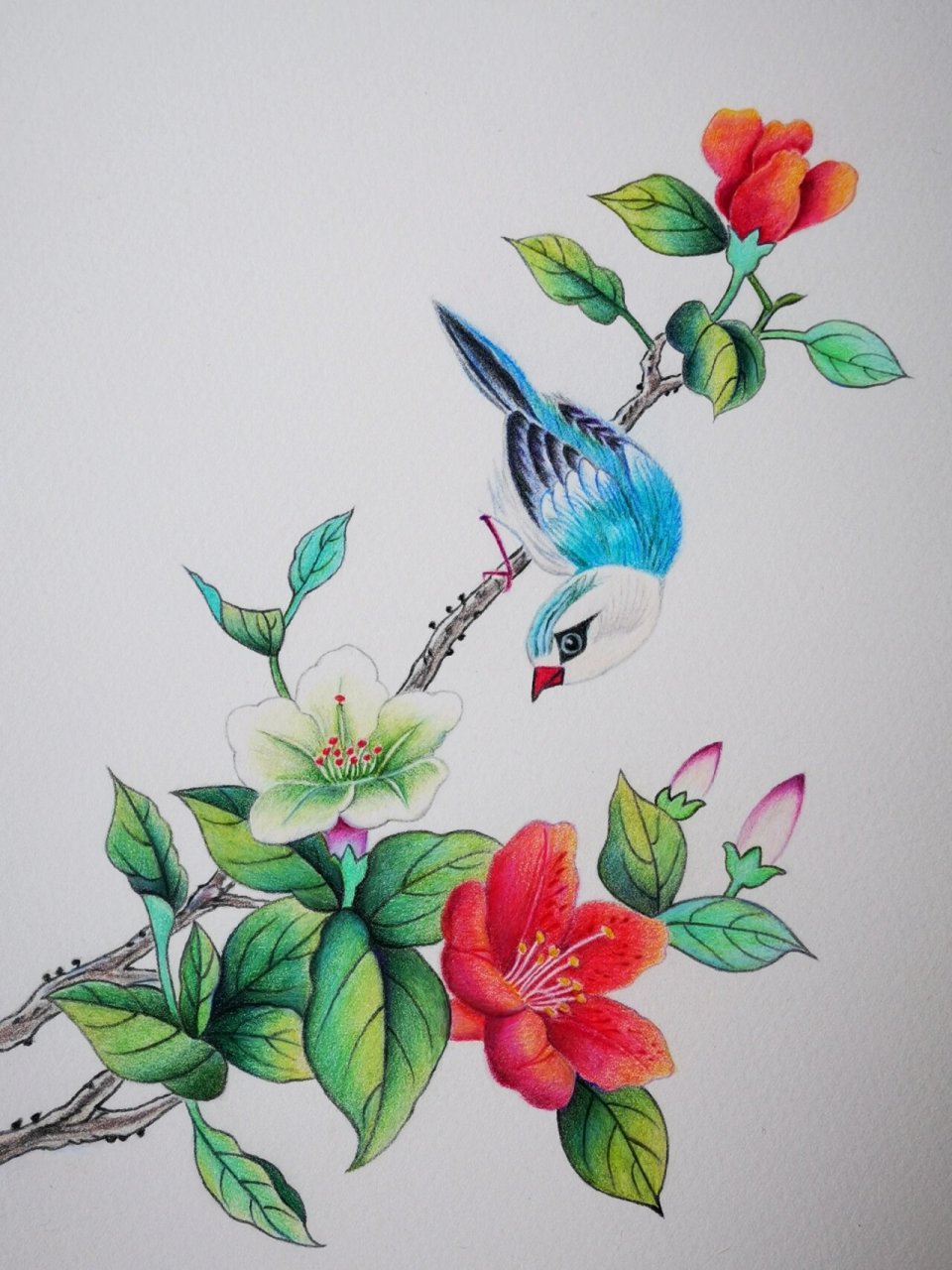 彩铅画(61)鸟语花香 临摹春堂书画老师的作品.感谢分享!