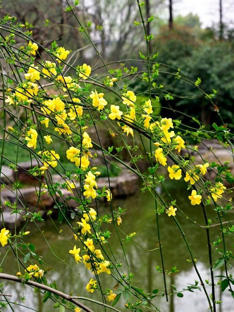 迎春花什么样子图片图片