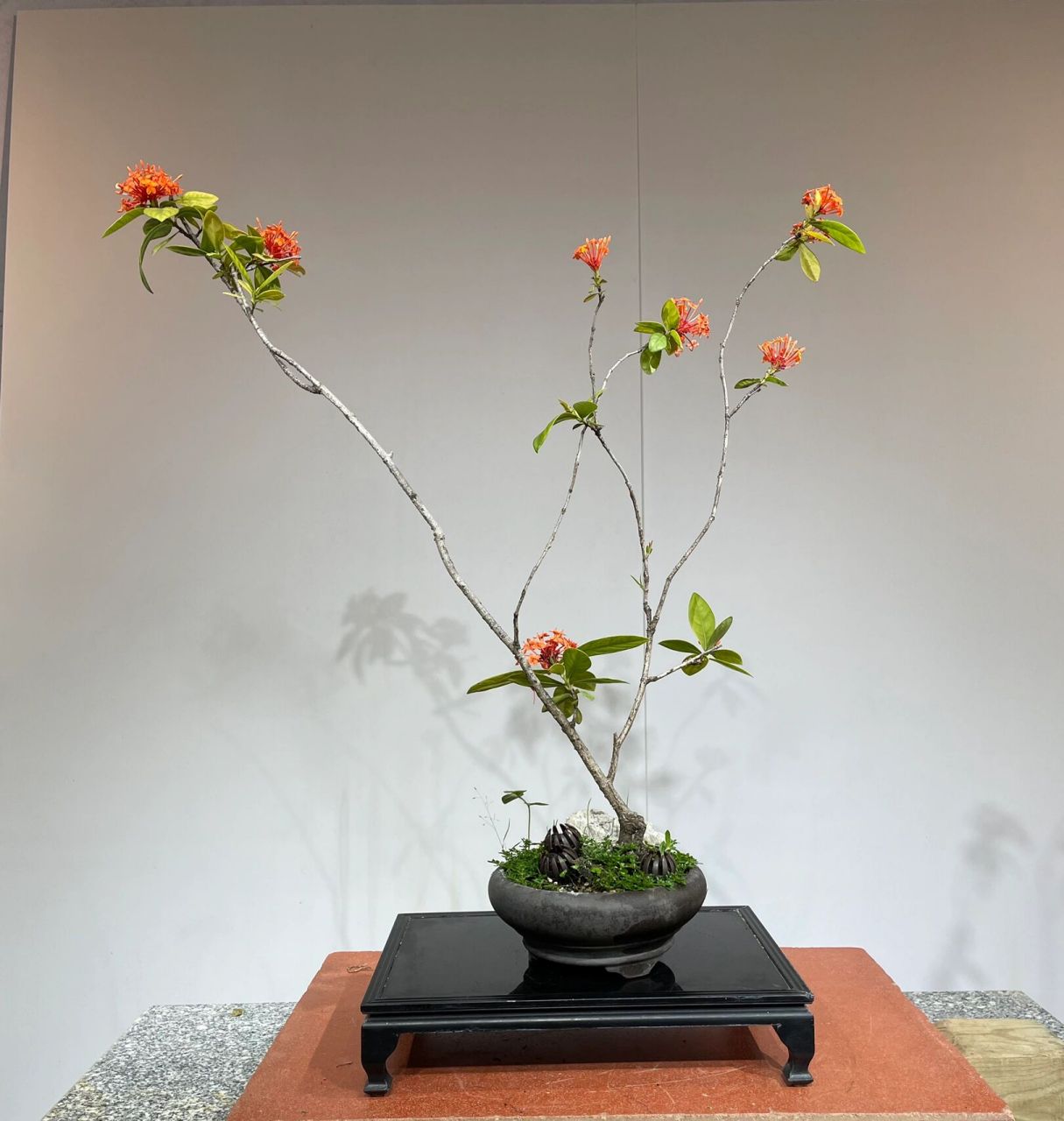 海岛龙船花盆景 似绣球般 ,龙船花又名英丹,仙丹花,百日红,为茜草科