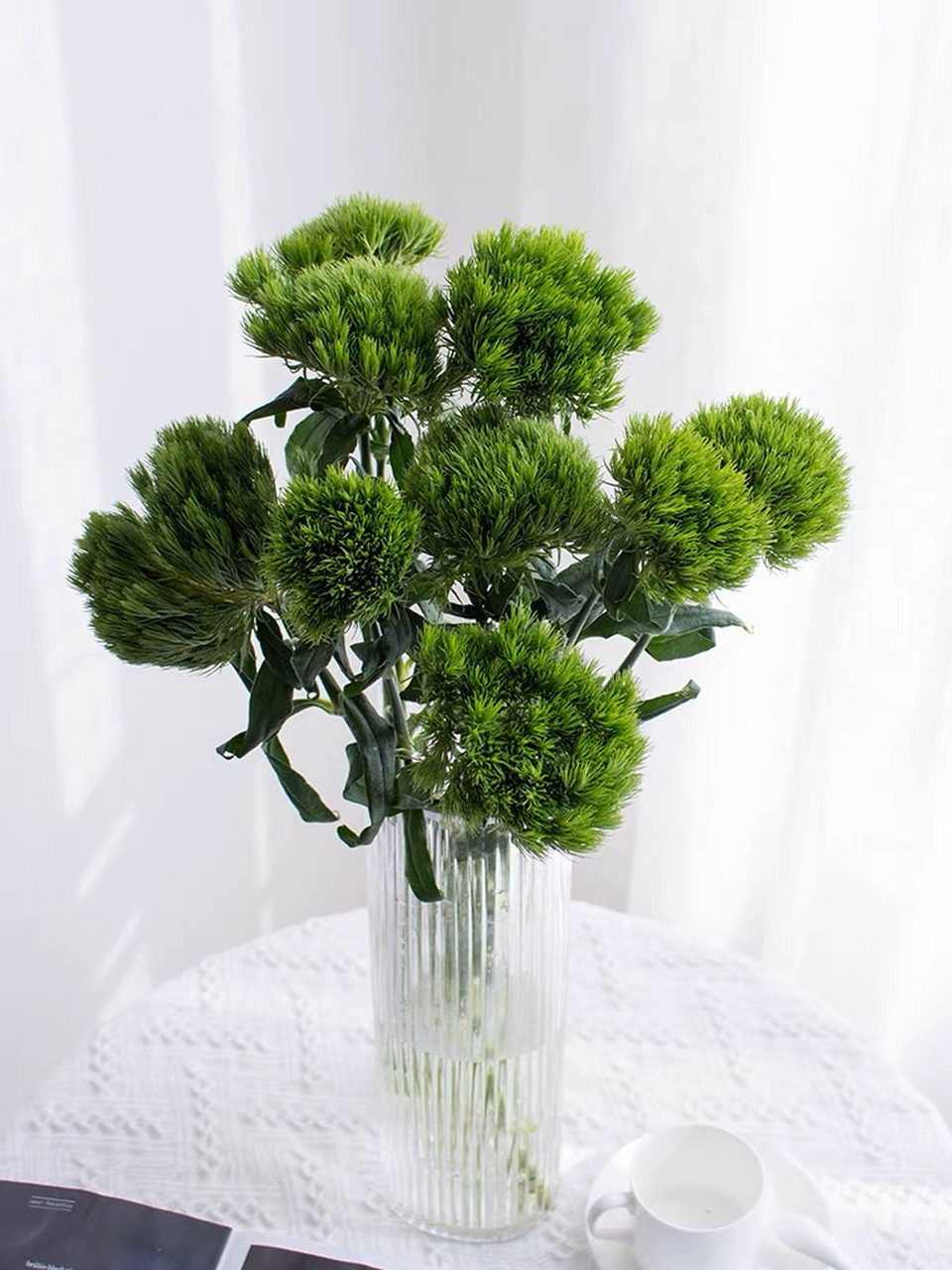 【认识植物】绿毛球 92 绿石竹(石竹科石竹属),人们通常叫它绿毛球