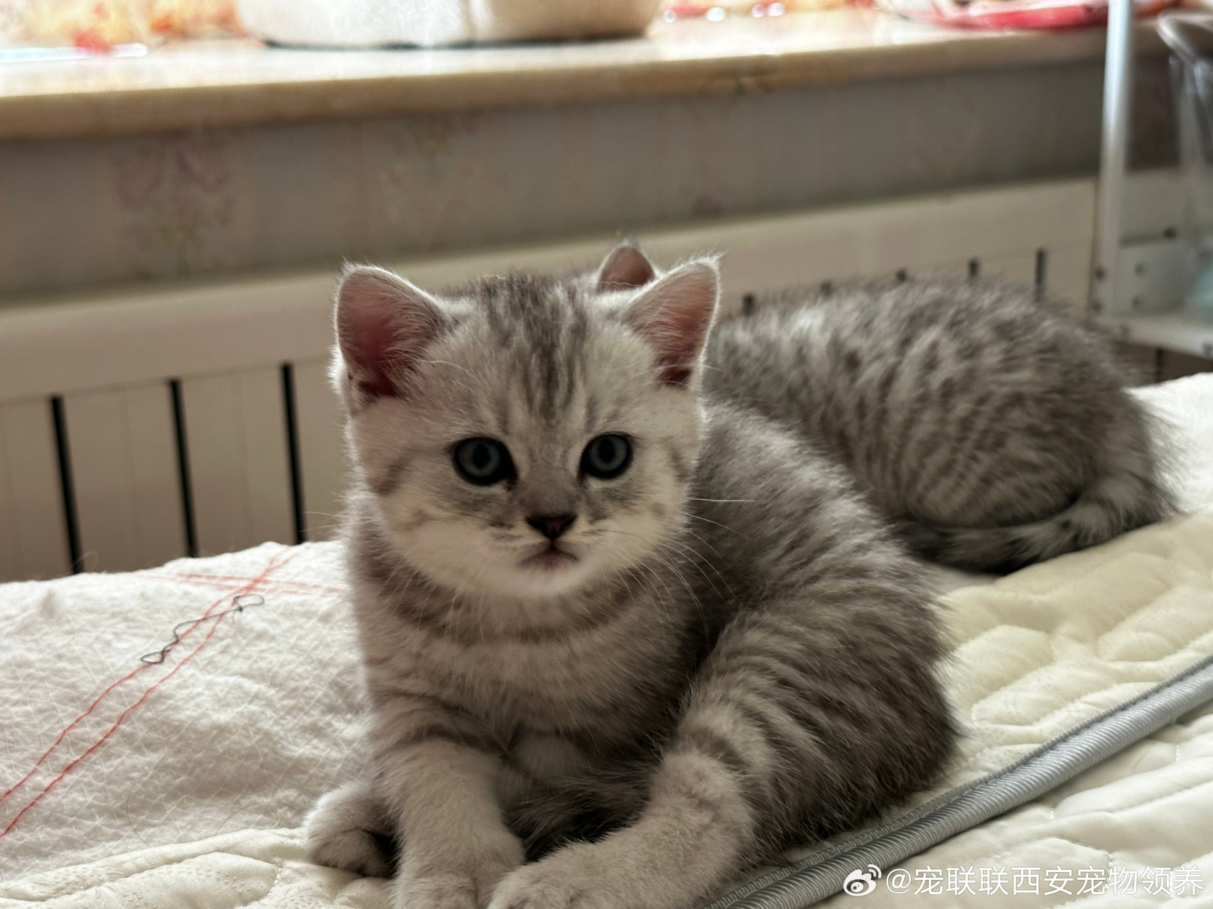 0720-02 银渐层和虎斑的崽 27号2个月 2公一母,没有做驱虫和疫苗,会用