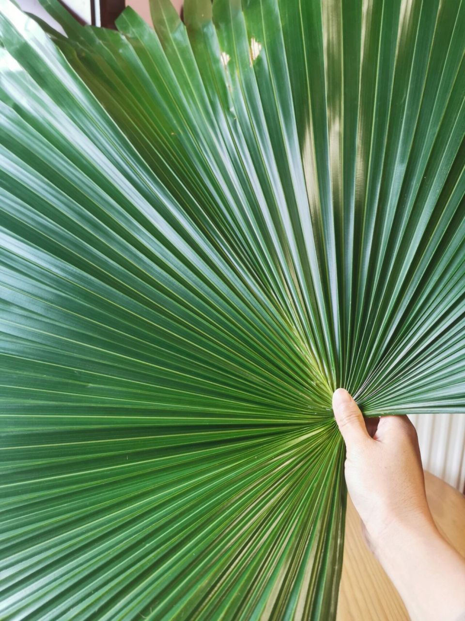 棕榈叶编织篮子初作 小区里很多棕榈树,看完小红书,激动地去楼下寻了