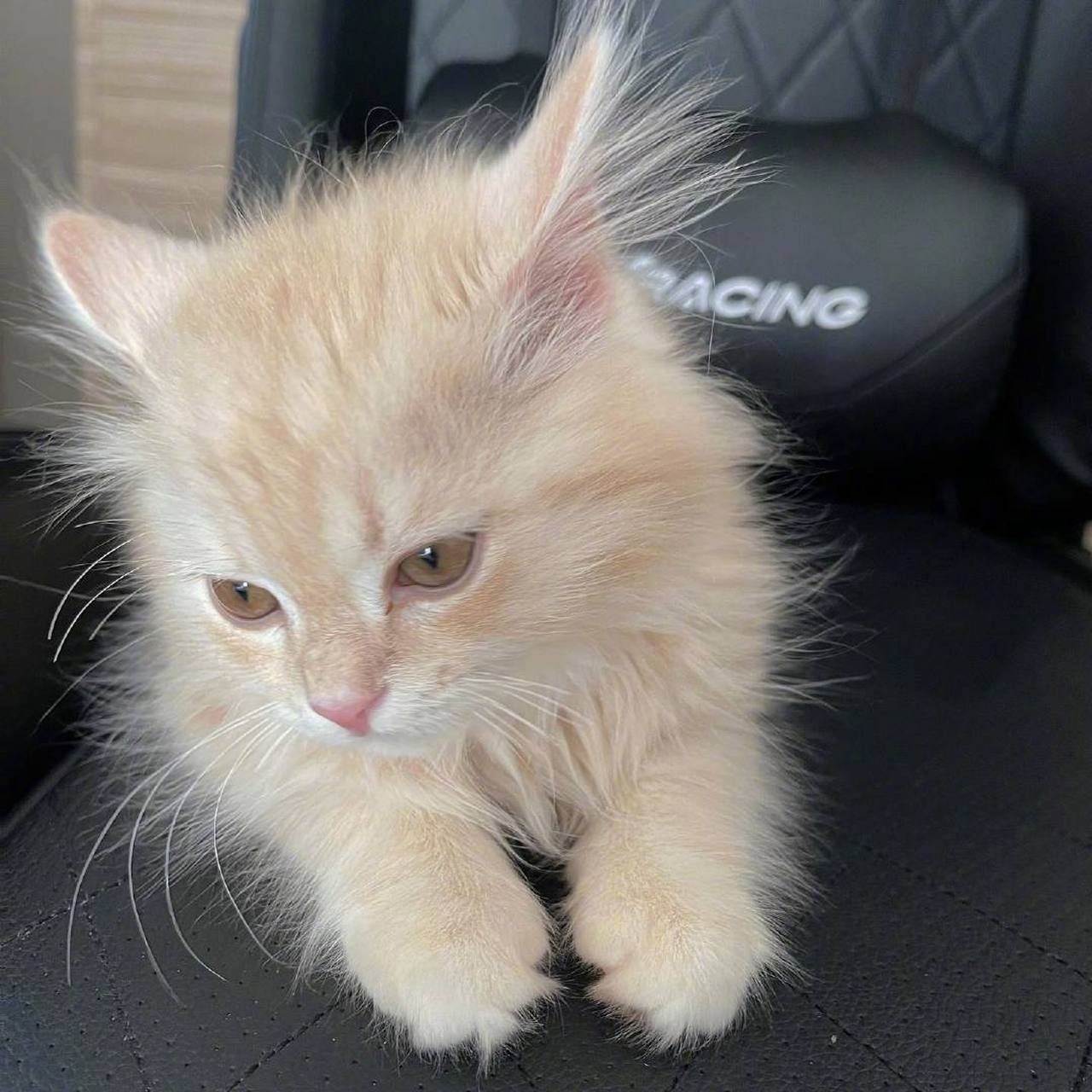 长毛猫猫的小时候也好可爱,全身不规律的炸毛,看起来又软又糯