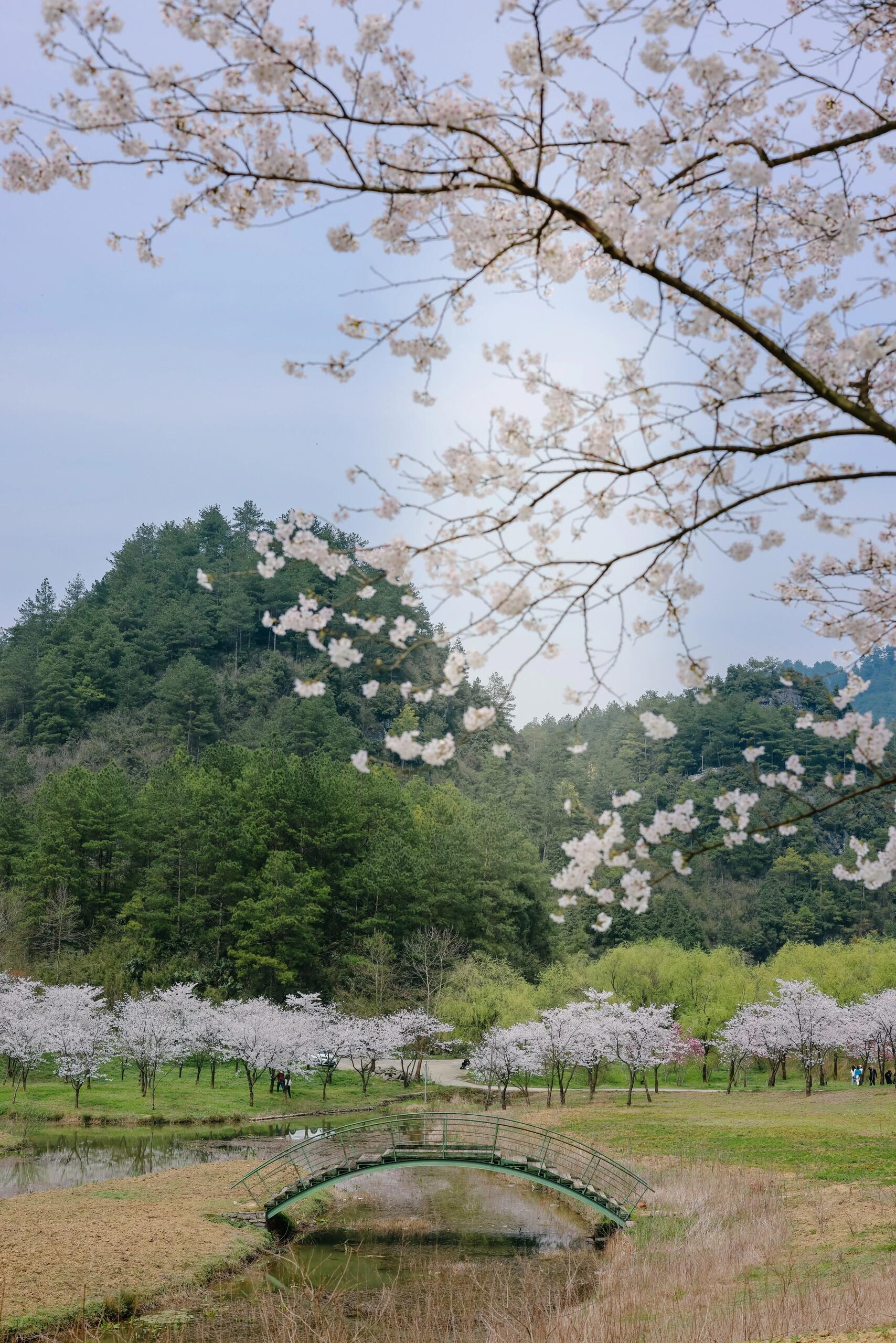 重庆大木花谷景区门票图片