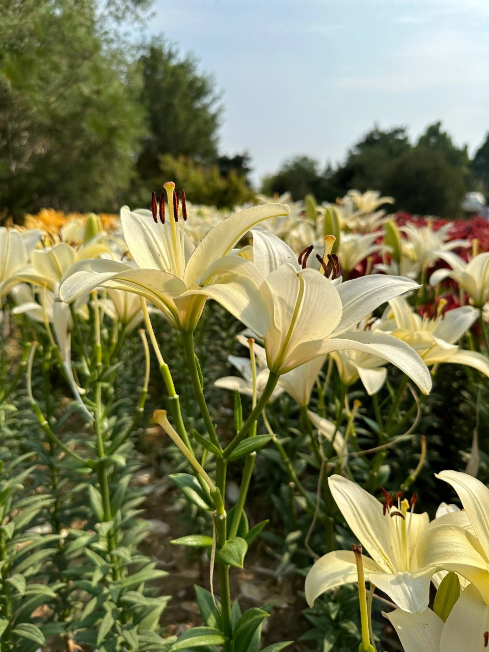 旅行者,你见过塞西莉亚花吗?