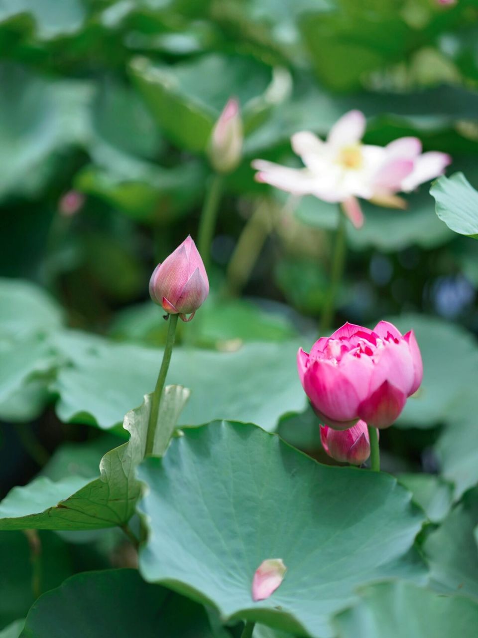 上海|暑假去哪玩9215去嘉北郊野公园看荷花 暑假到啦!
