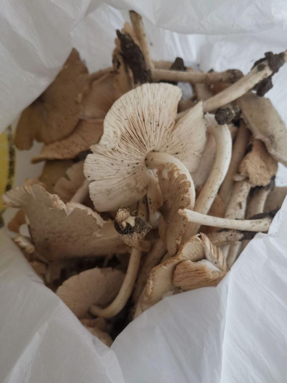 鸡枞菌,市场买的,10块钱一斤,我讲到9块,前几天自己山上采的不太放心