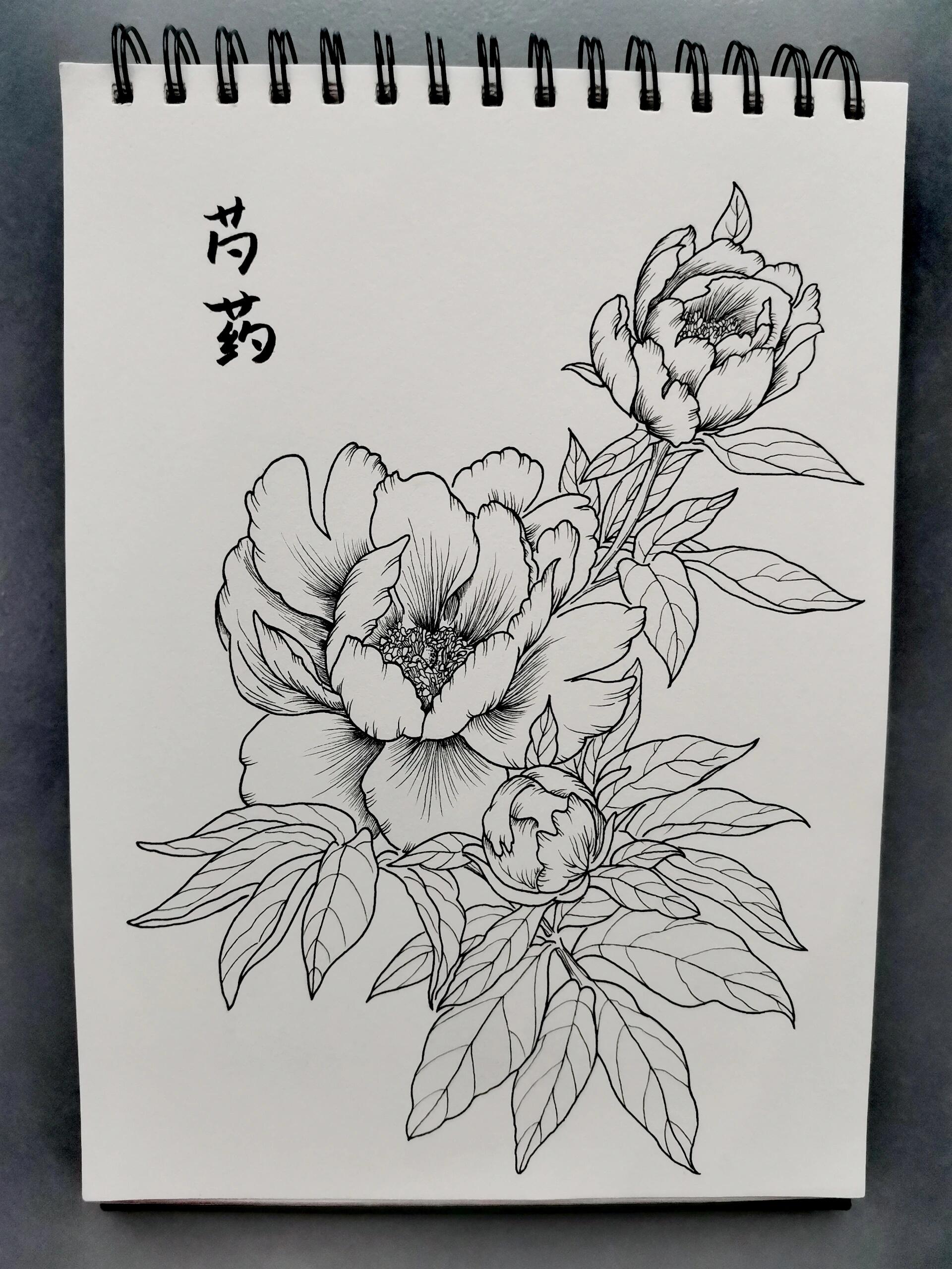 今天我要教大家如何画一朵美丽的芍药花.准备好画笔和纸张了吗?