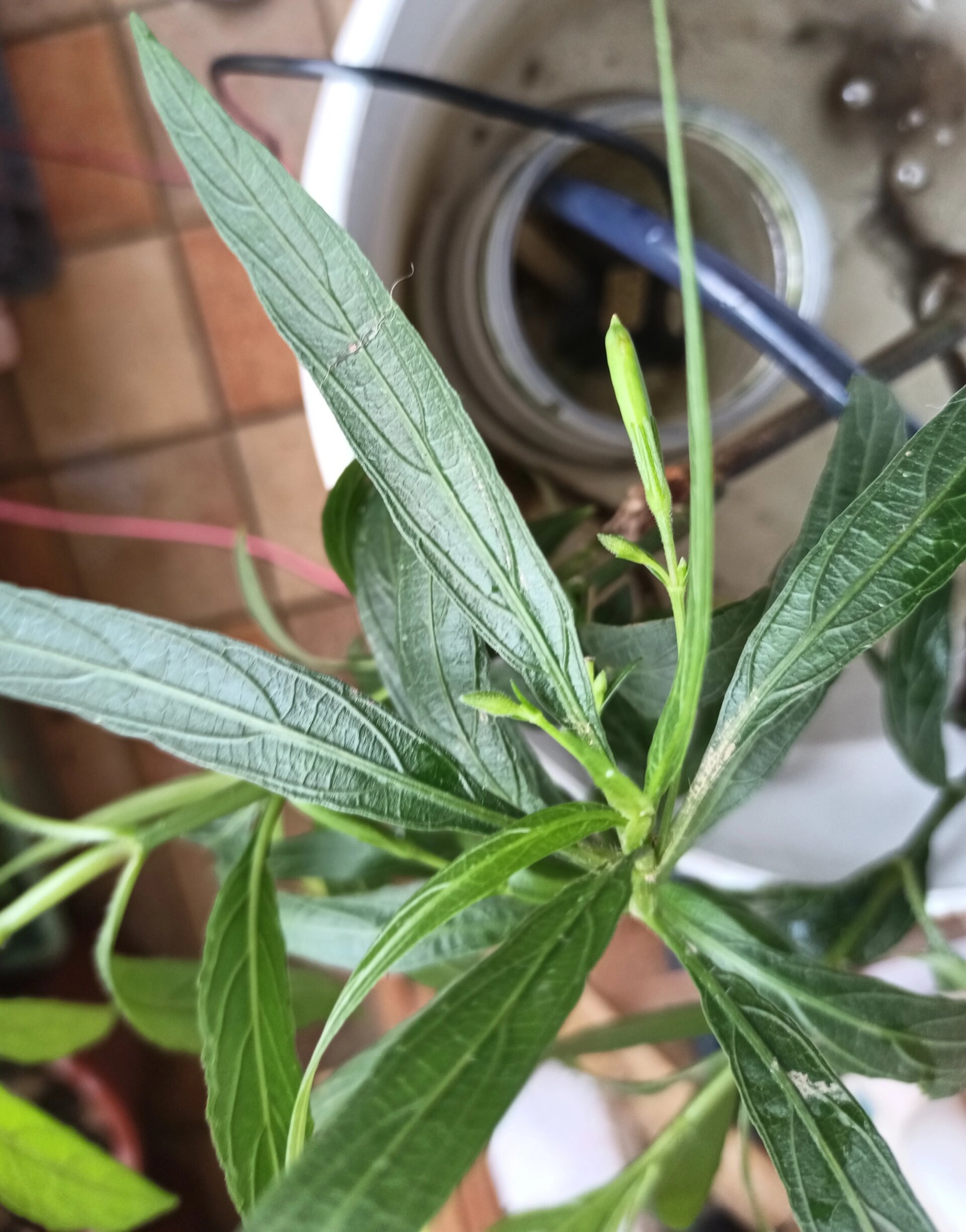 水培翠芦莉 水培的翠芦莉,未见开花直接结果,猜测是水培营养跟不上