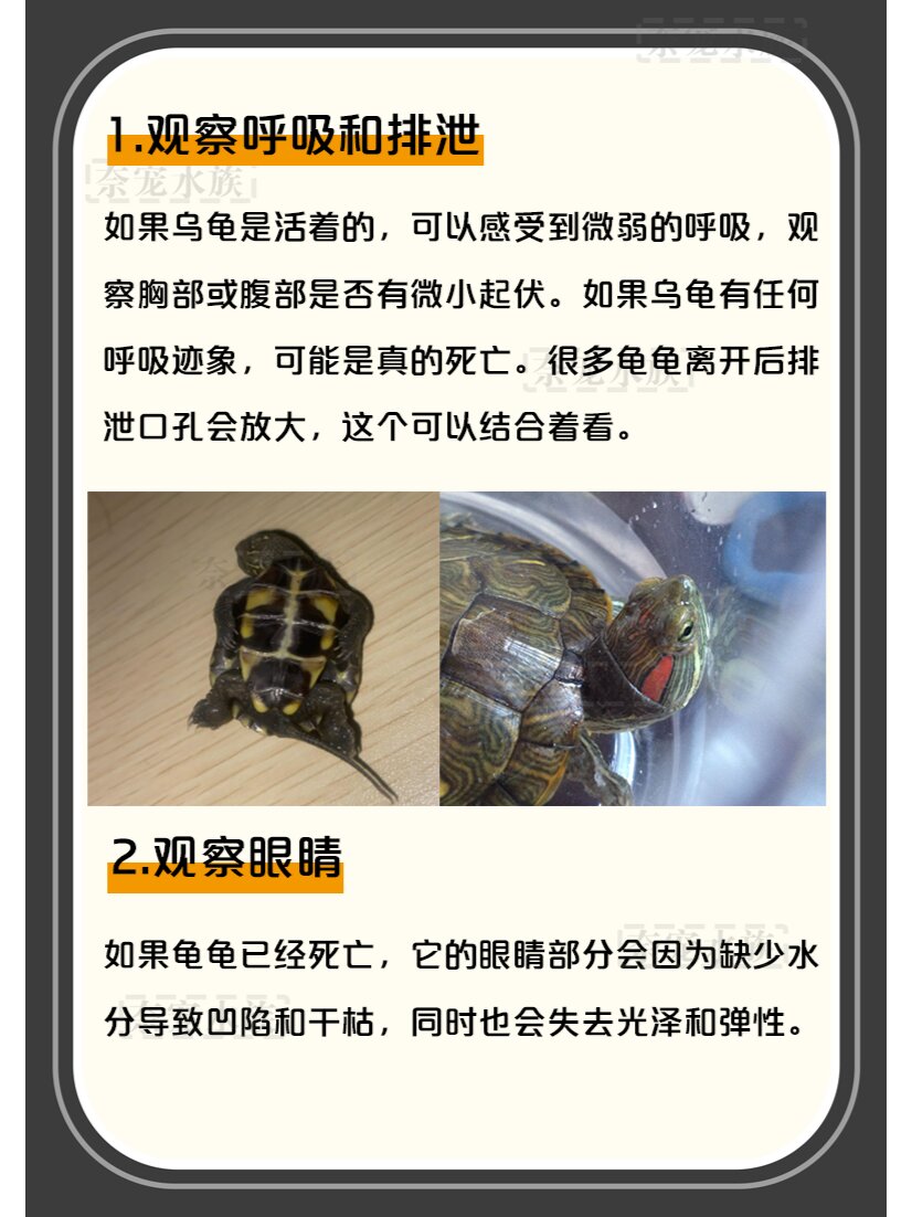 怎么判断乌龟是否死亡‼️