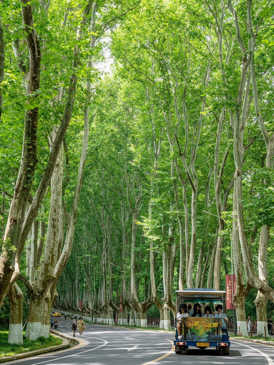 夏天梧桐树的样子图片