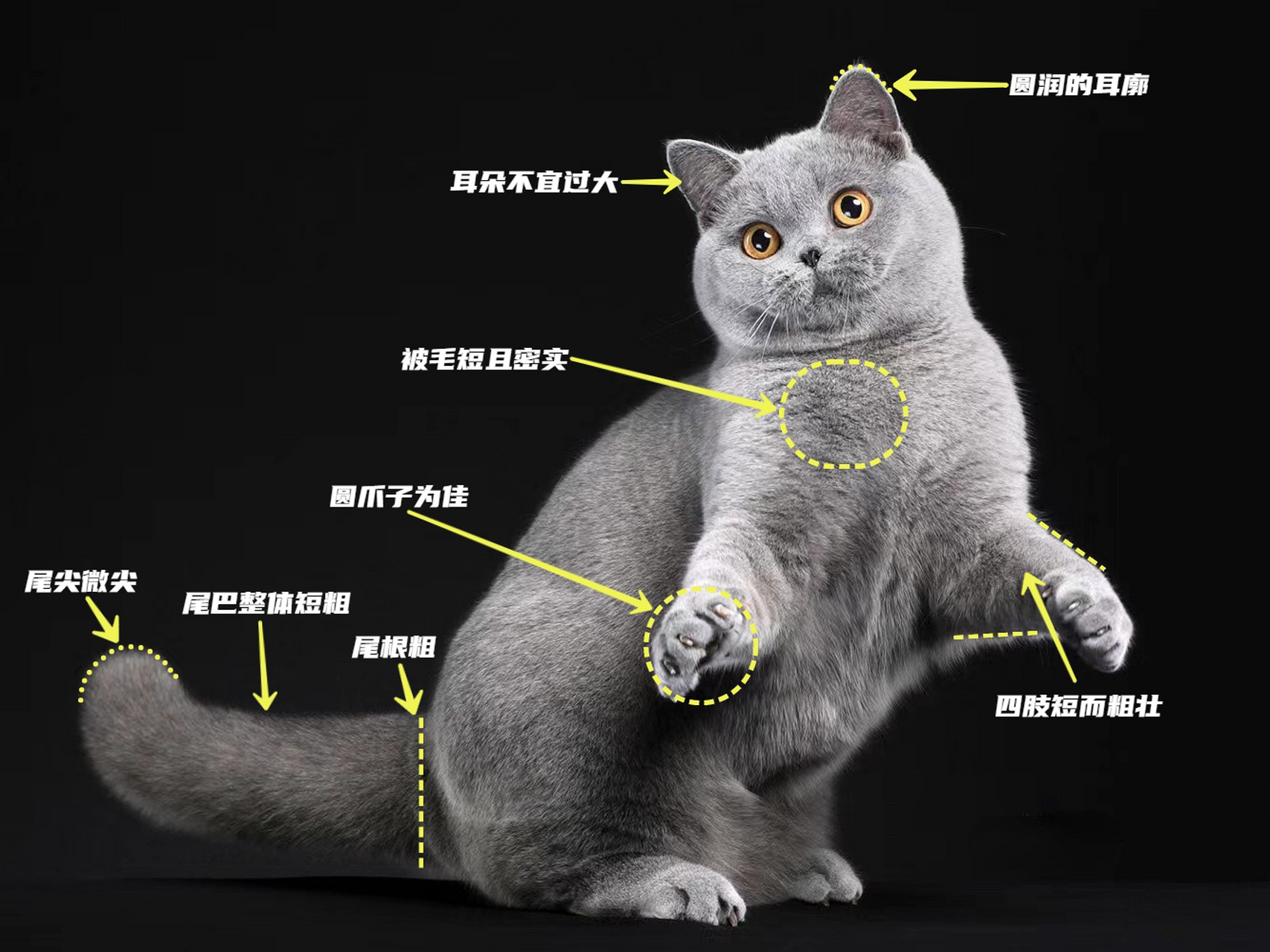 英短蓝猫品相鉴别丨进来学习95 囍·喵猫舍所有小猫咪祝大家2023年