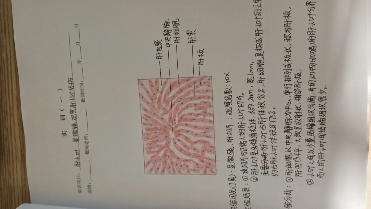 肝小叶 显微镜观察肝小叶结构