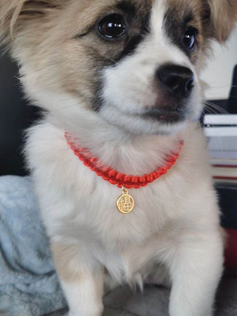 有着柯基基因的蝴蝶犬,你喜欢吗00 未来有你98,不会孤单