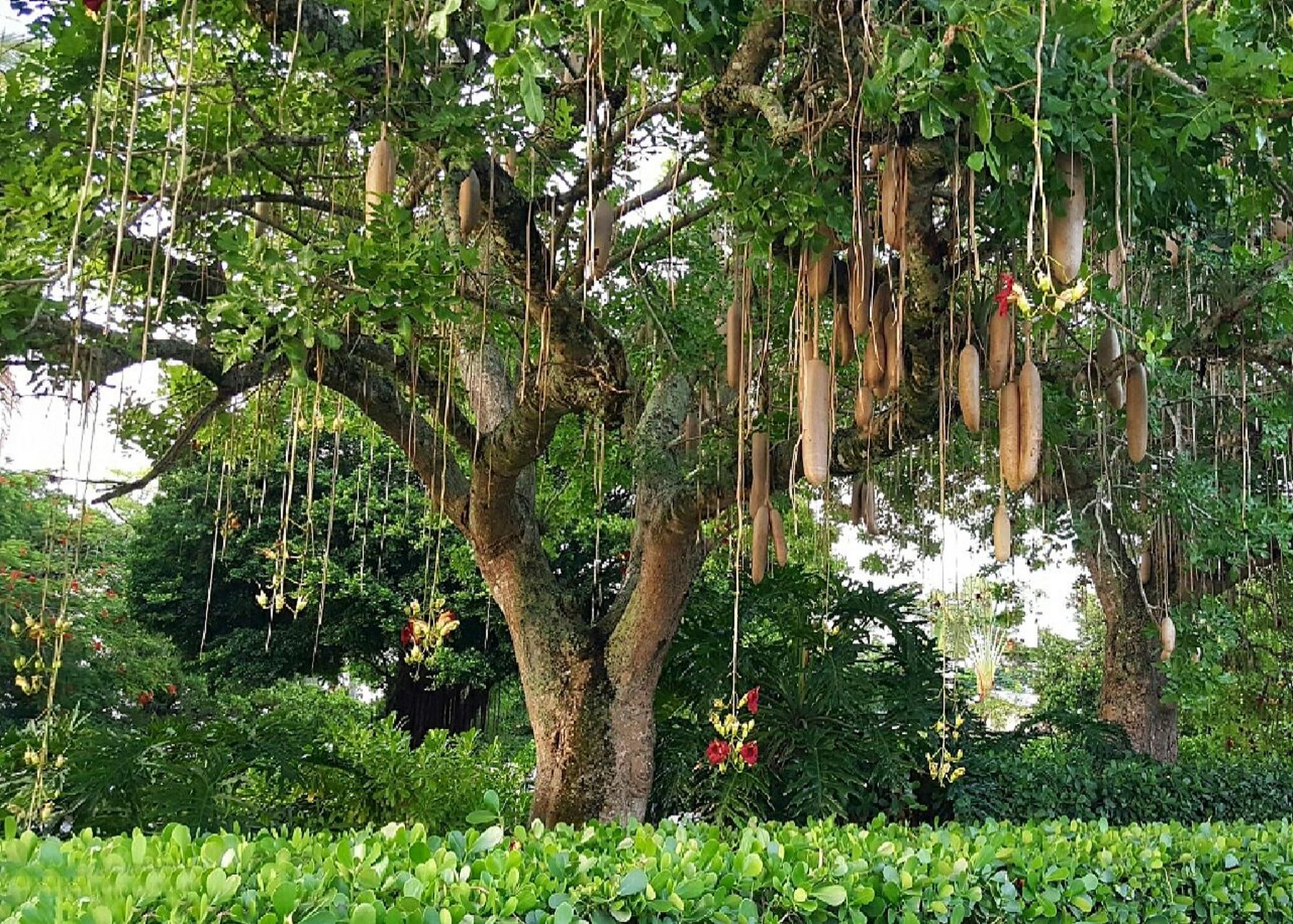 广东庭院植物|吊瓜树(吊灯树) 吊瓜树又名吊灯树,羽叶垂花树,紫葳科