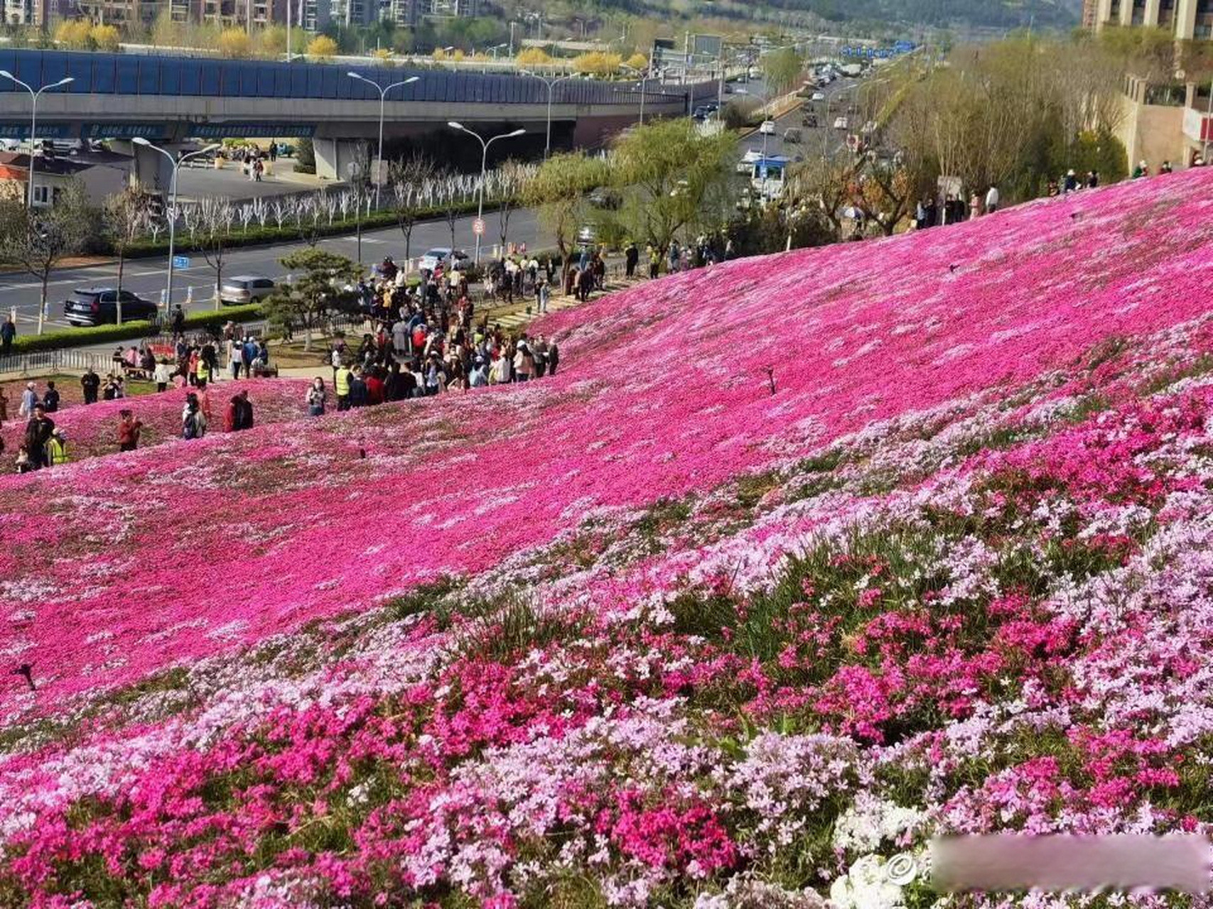济南福禄考花海盛放,专家:花期长可尽情观赏】春日正盛,济南又一位"网