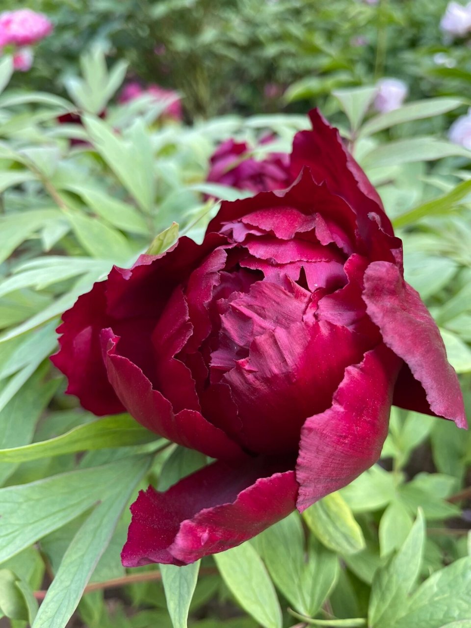 黑牡丹的花季—初乌2022 初乌花墨紫色,是色泽最黑的黑牡丹,花瓣带紫