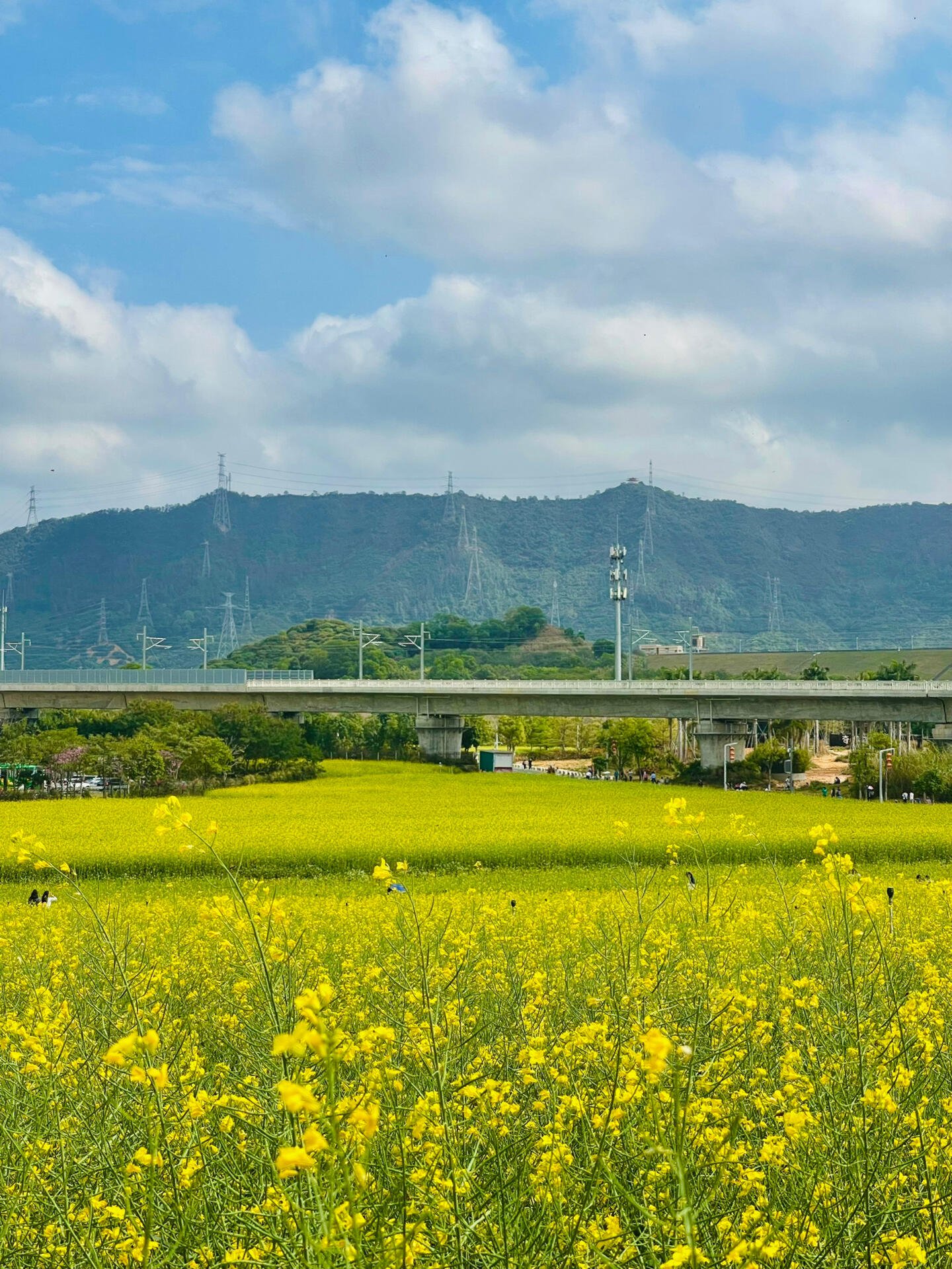 迎风踏春 | 绿油油又黄澄澄的油菜花田🌼