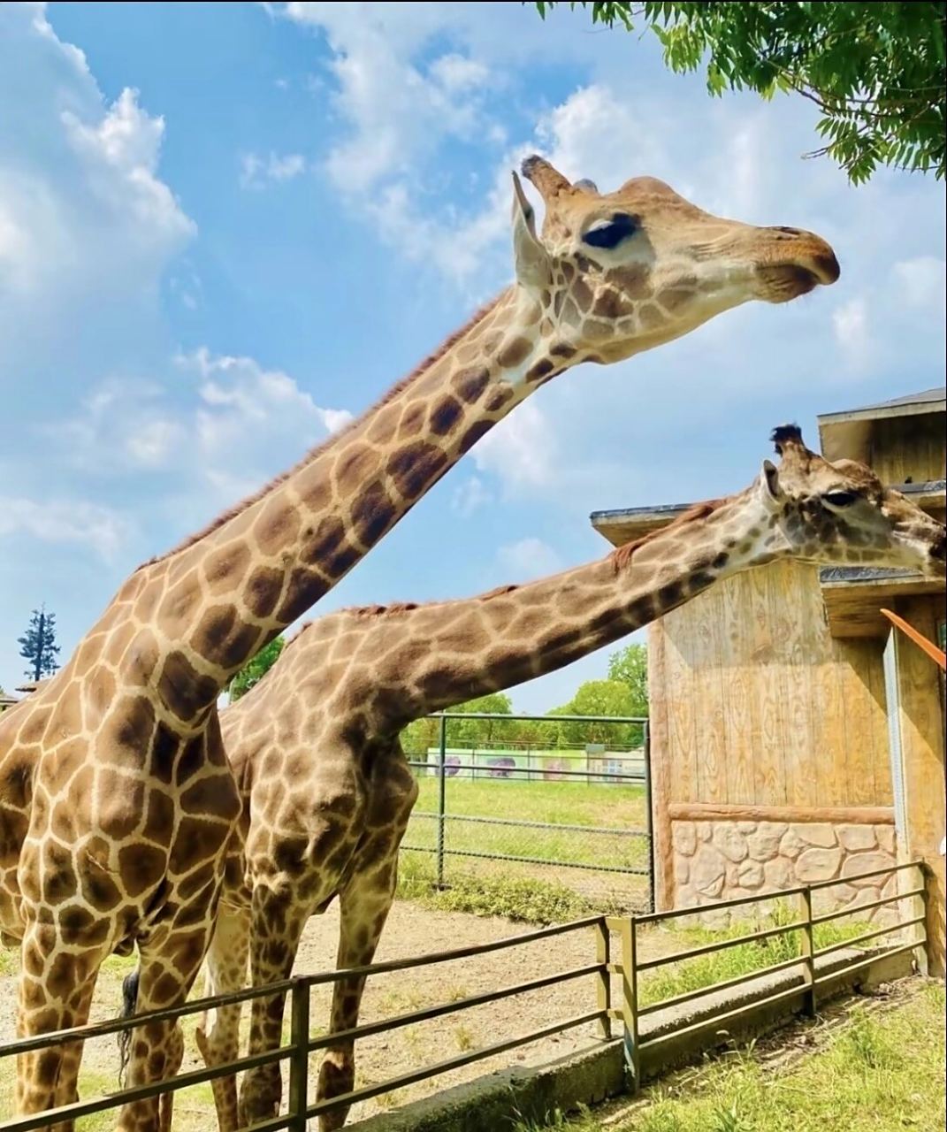 遛娃第一站～常州恐龙园 淹城动物园 11566跟团游真的很香呀 95