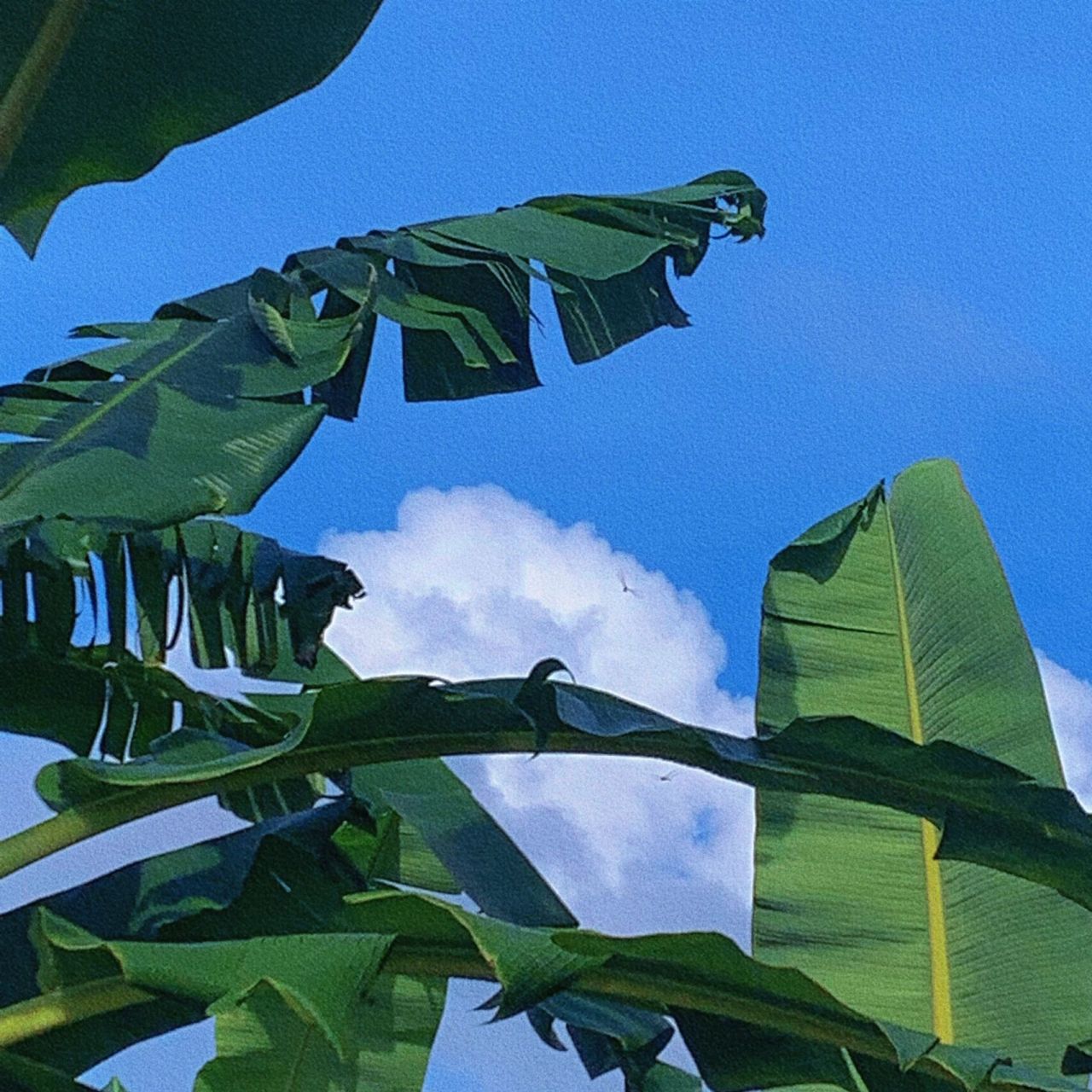 微信背景图 | 夏日限定背景蓝天白云绿叶 远处的是风景,近处的才是