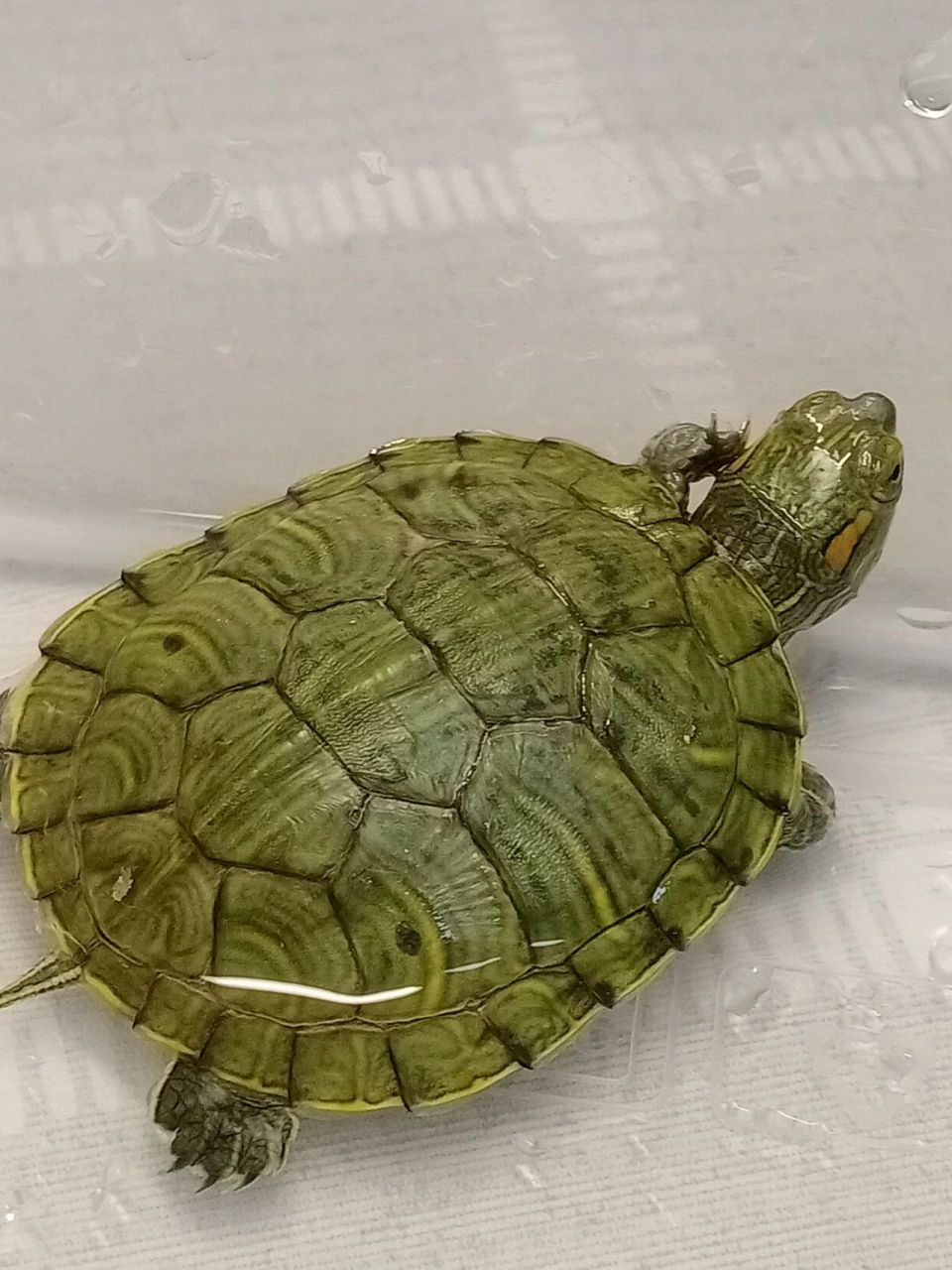 请问一下,乌龟可以混养吗 图一是中华珍珠龟 3~4cm 图二是巴西龟5~6cm