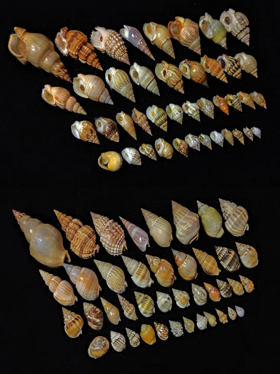 世界各地的织纹螺 织纹螺属于峨螺总科,是一类腐食性腹足动物,经常以