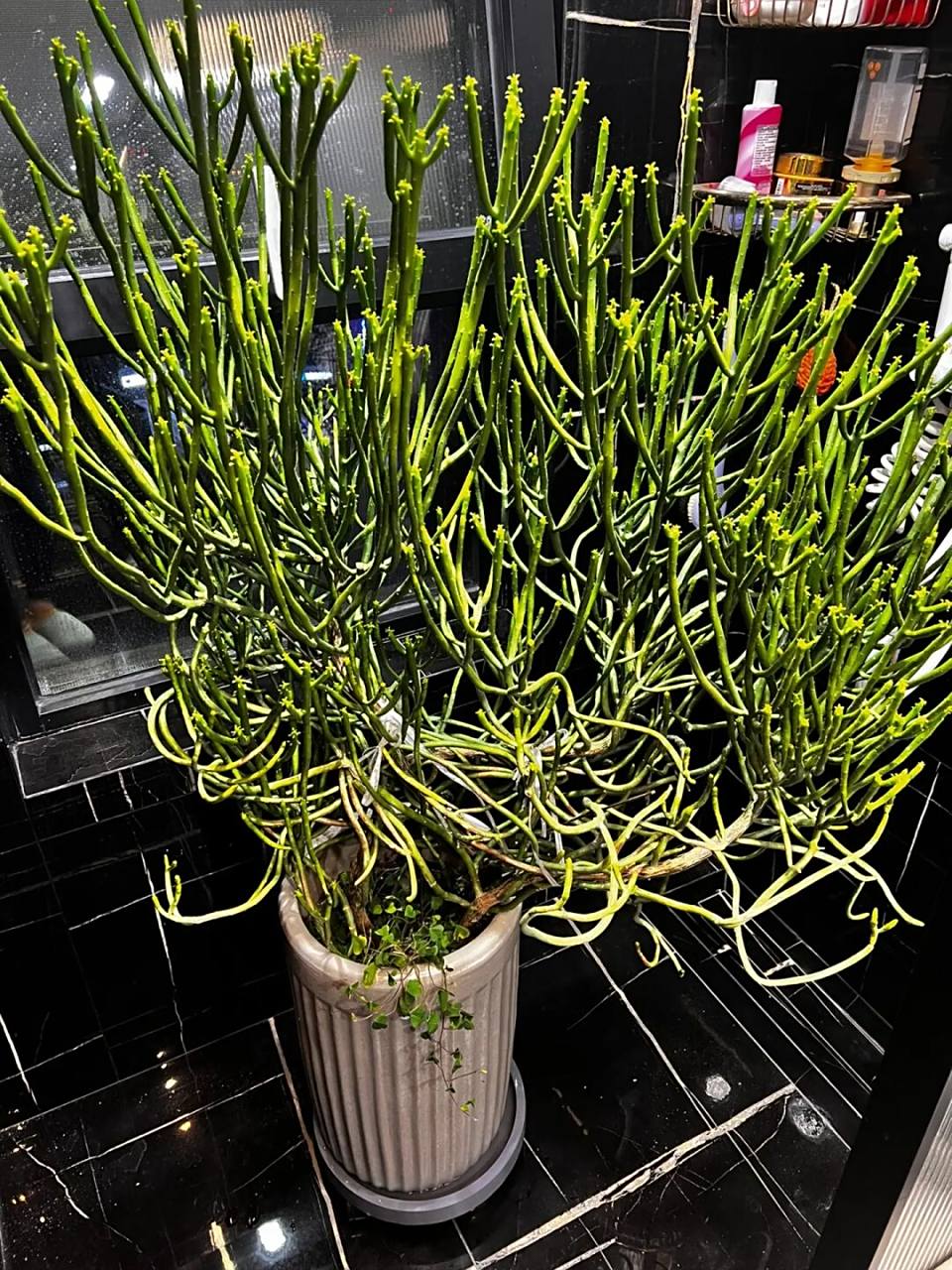 多肉小白养了十年的珊瑚树 珊瑚树真的太适合新手小白养了,以前养的