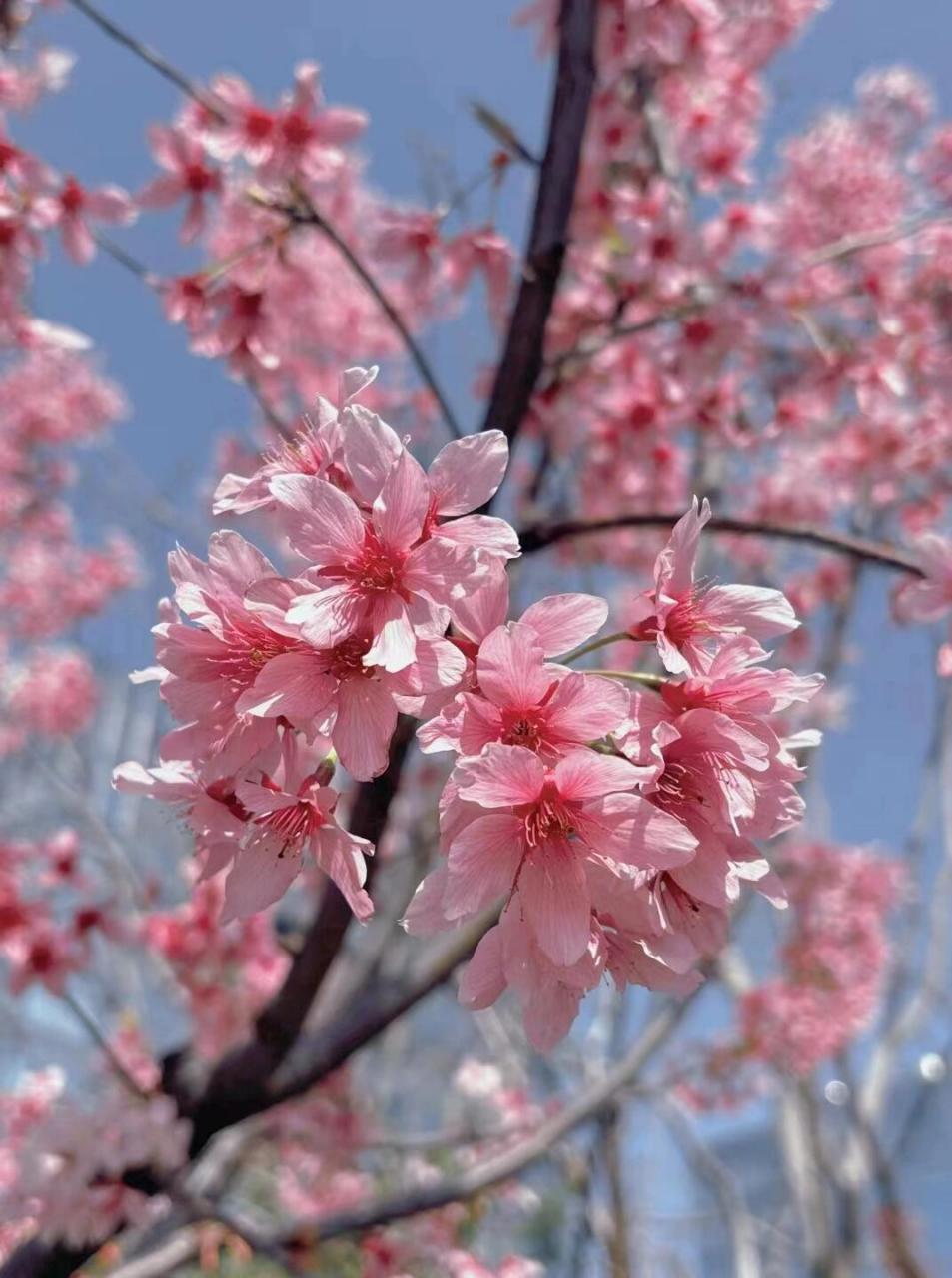 桃花开放的样子图片