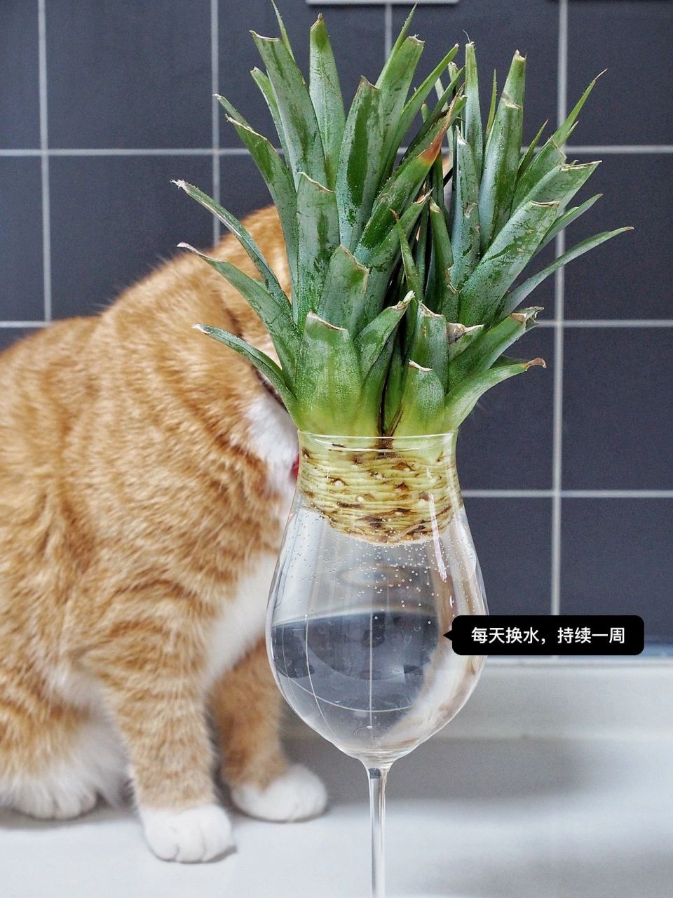 不花一分钱,三步教你在家种出高颜值小菠萝 吃完的菠萝头不要扔, 0