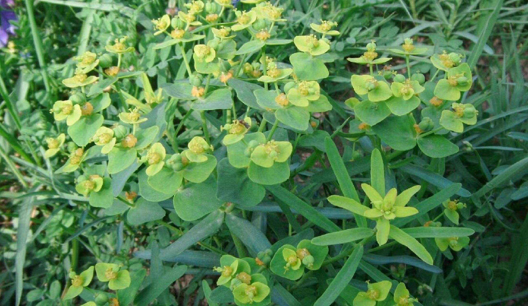 甘遂 "藻戟遂芫俱战草" 遂 指的就是甘遂.