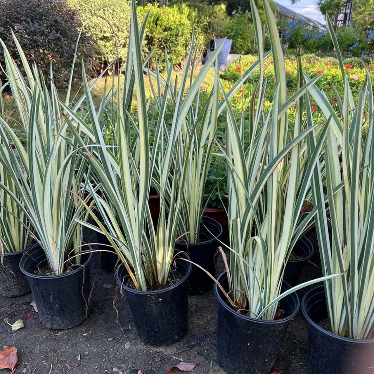 多年生草本,植株基部围有叶鞘残留的纤维.