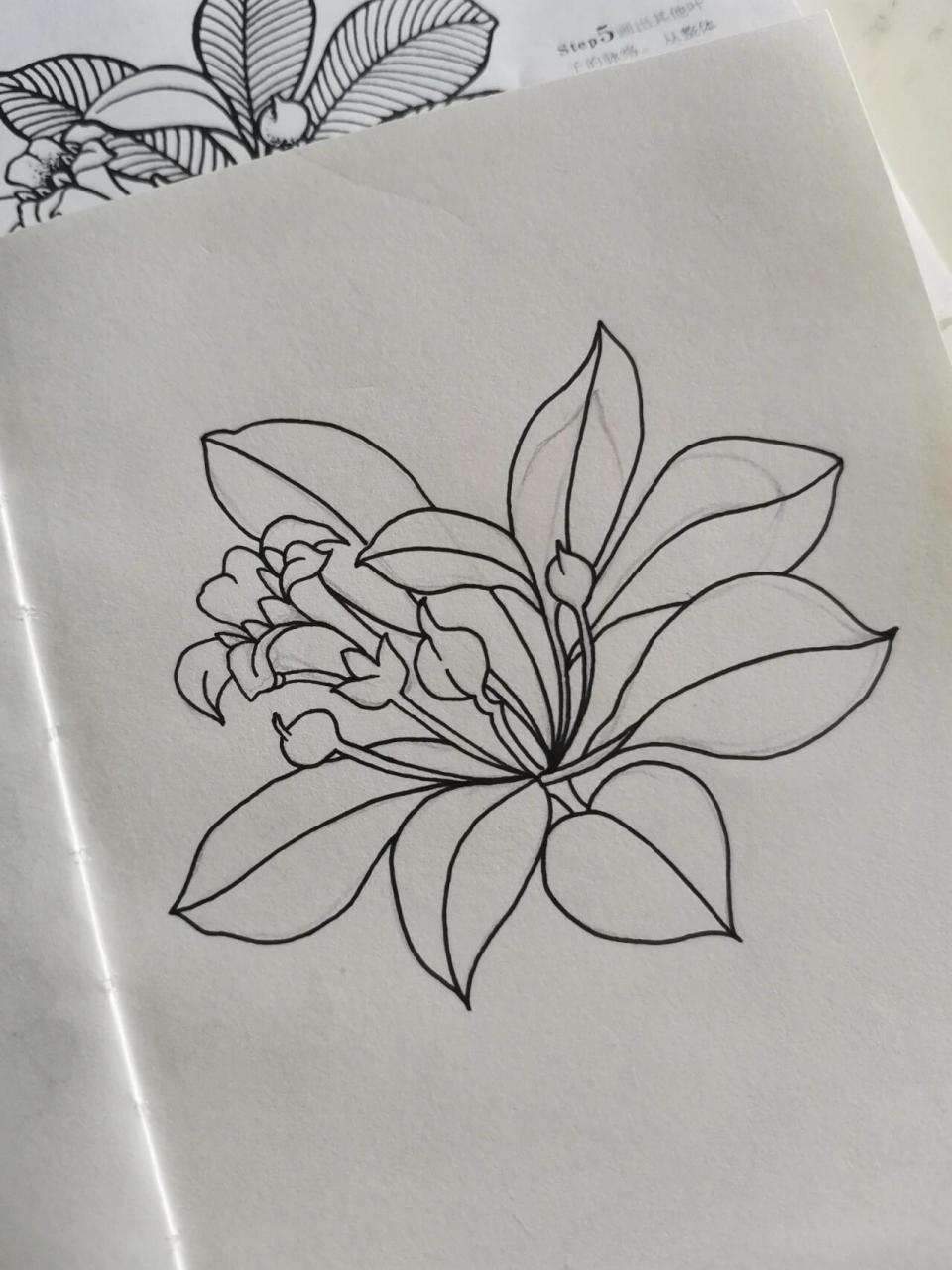 刺桐花白描图片