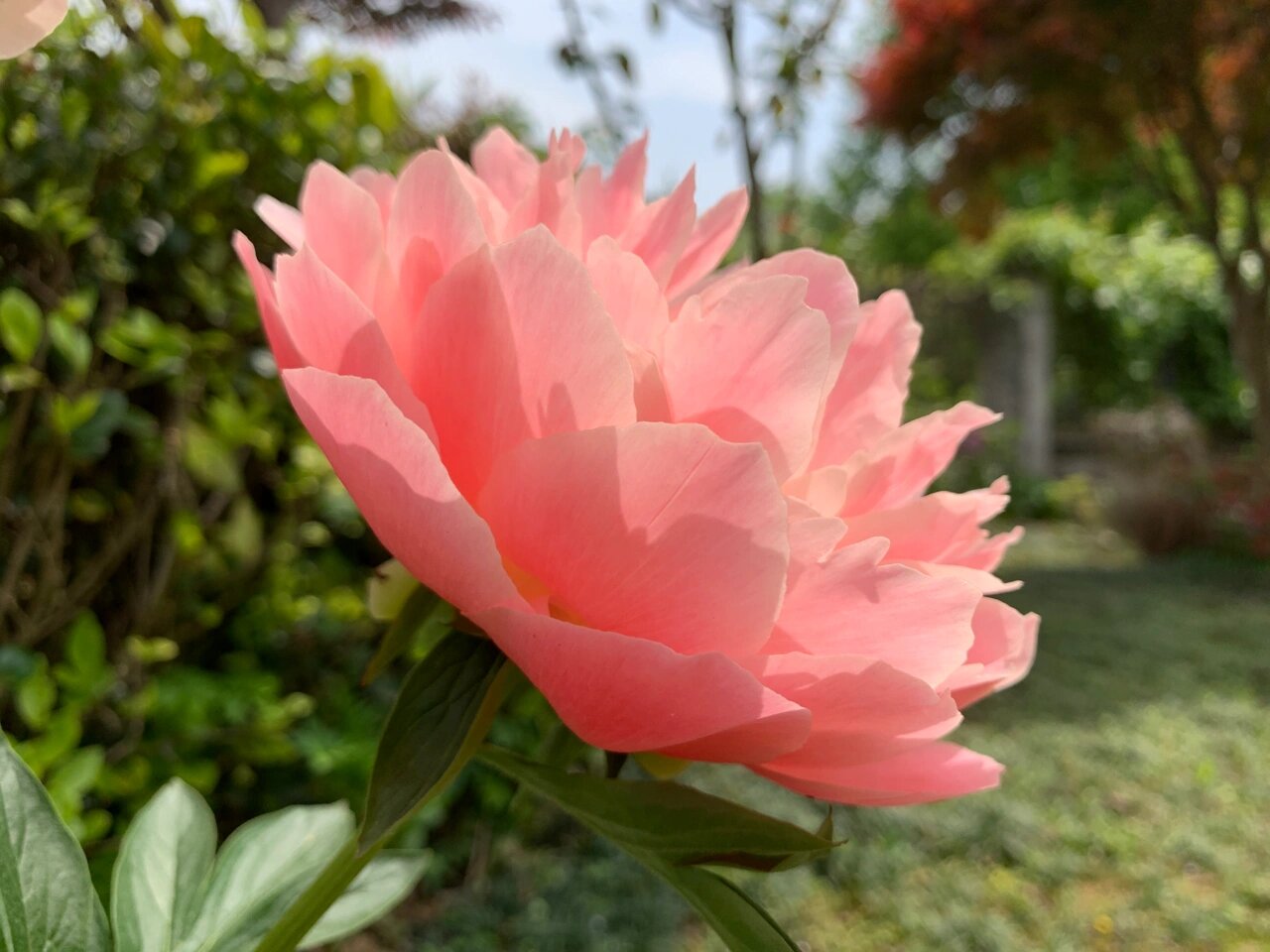 芍药"夏威夷珊瑚粉"