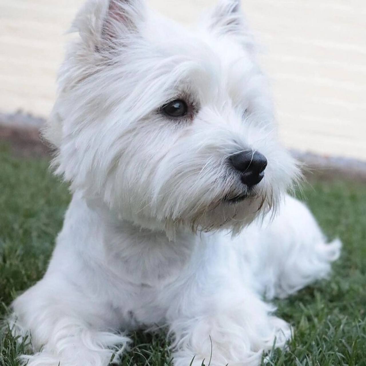 今天浅谈下西高地白梗不可多得的优点～ 西部高地白梗体型小巧玲珑