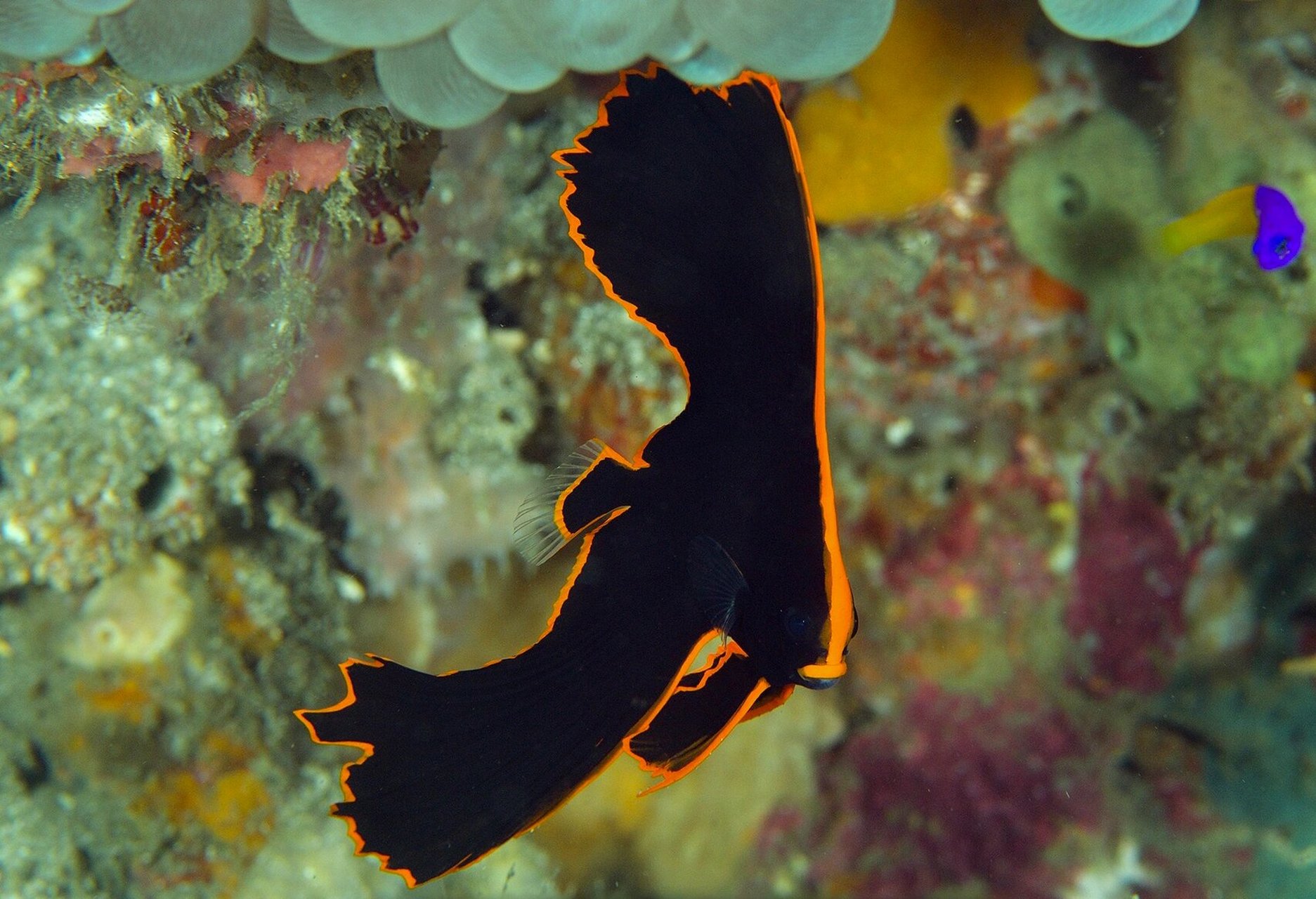 圆翅燕鱼|谁能想到你长大后变成了这样 98 fantasea·奇妙海洋 	 93