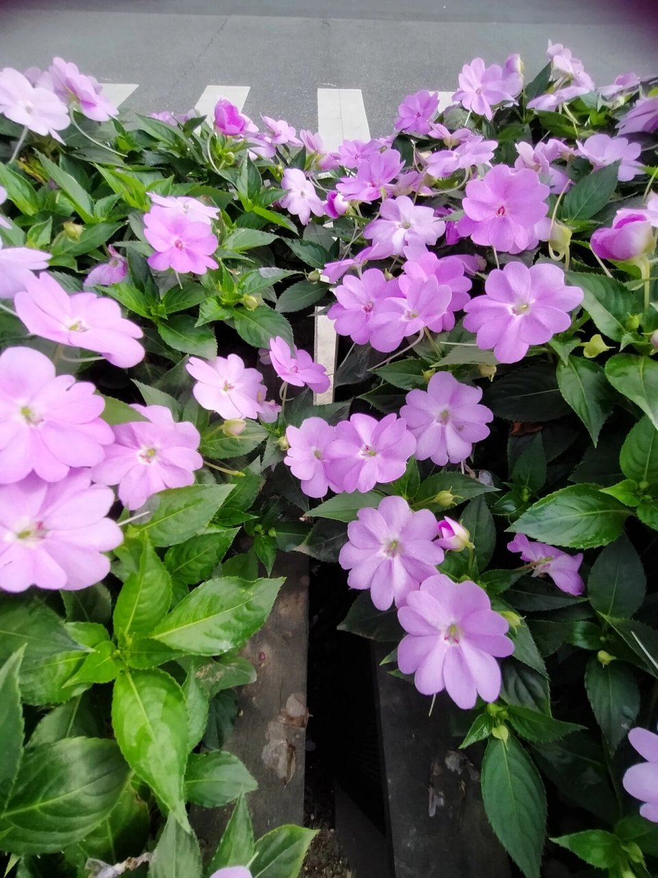 苏丹凤仙花 今天拍了一组娇嫩可爱的花,苏丹凤仙花,花语就是娇嫩可爱.