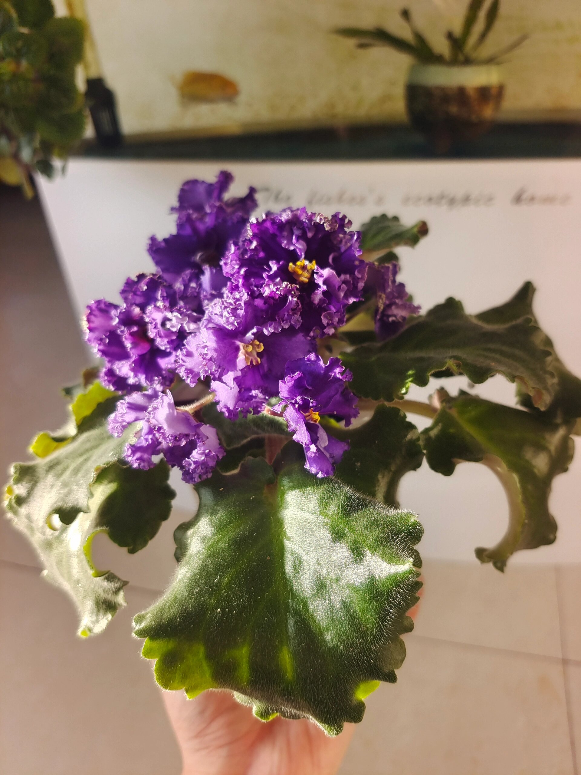 紫色重瓣爆花非洲堇 俄系紫色重瓣非洲堇