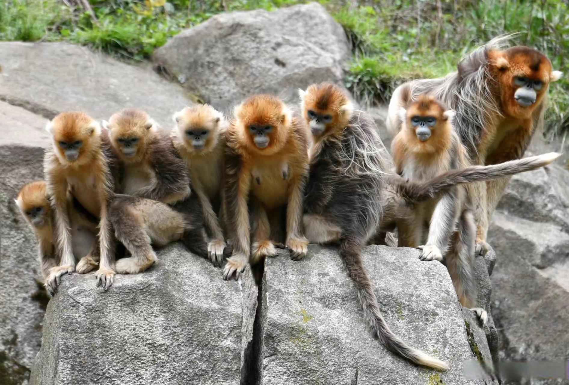 康养陇南五一游# 2023年4月28日,在大熊猫国家公园甘肃片区裕河园区