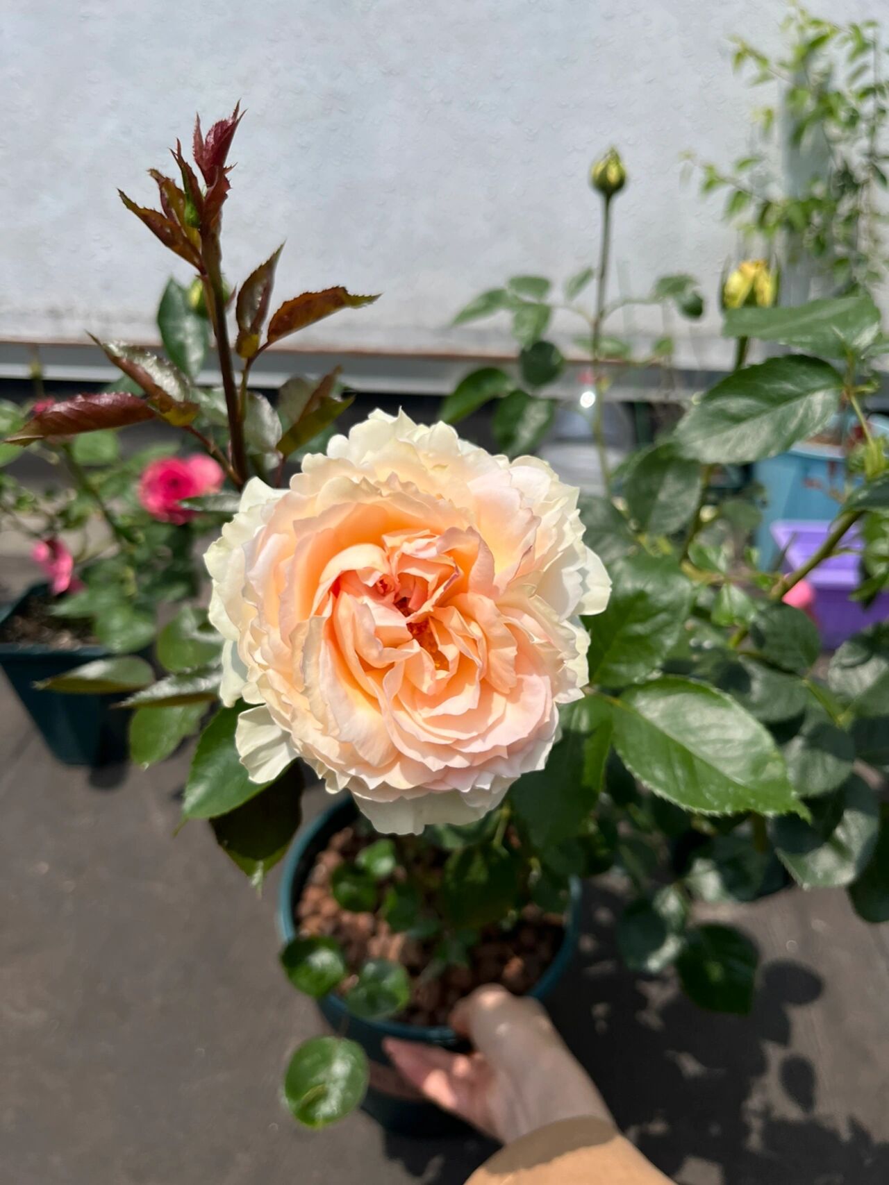 月季 | 伊芙奶油 伊芙伯爵的后代,ht,由最初法国玫兰国际伊芙伯爵芽变