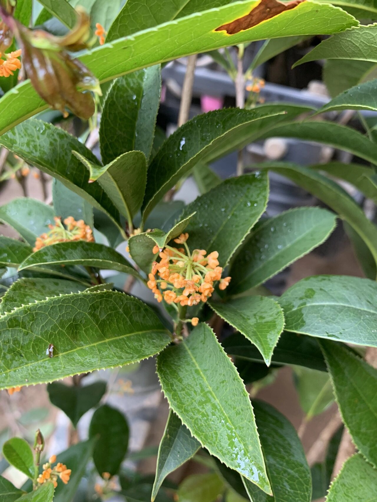 红花天香台阁四季桂名贵新品种,四季开花,天香台阁具有花香浓郁花色多