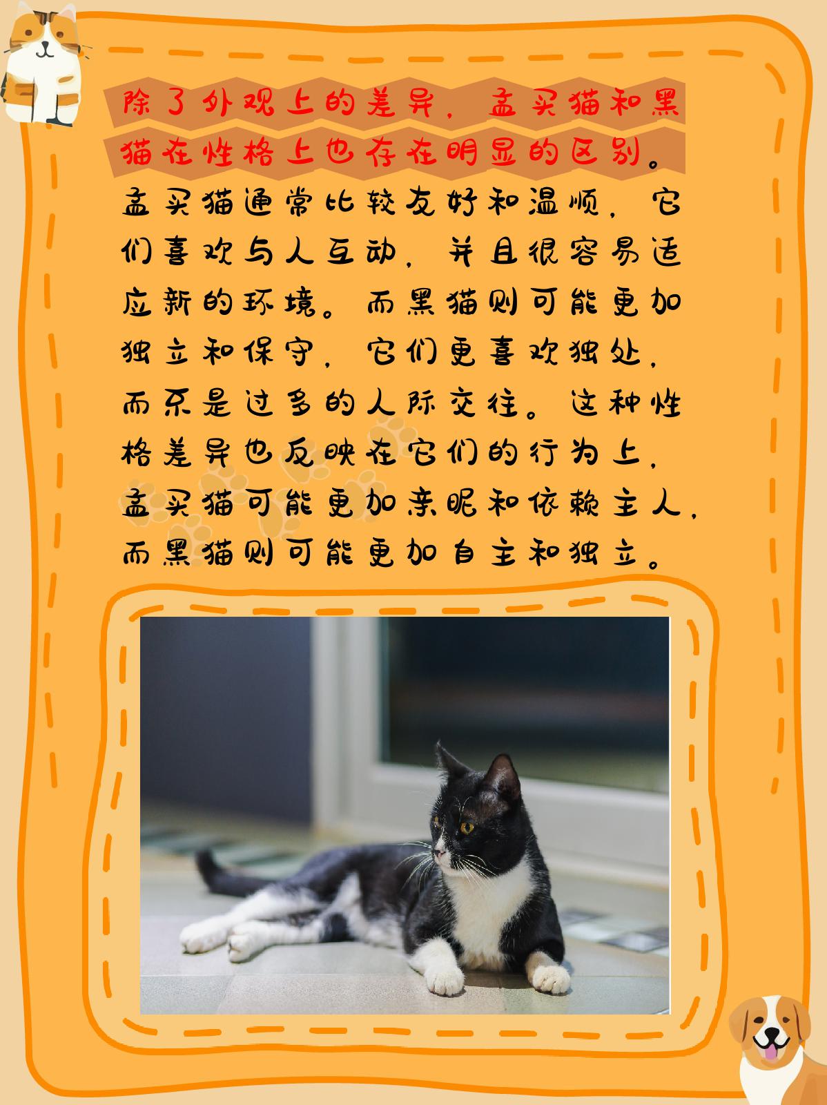 孟买猫和黑猫的区别图片