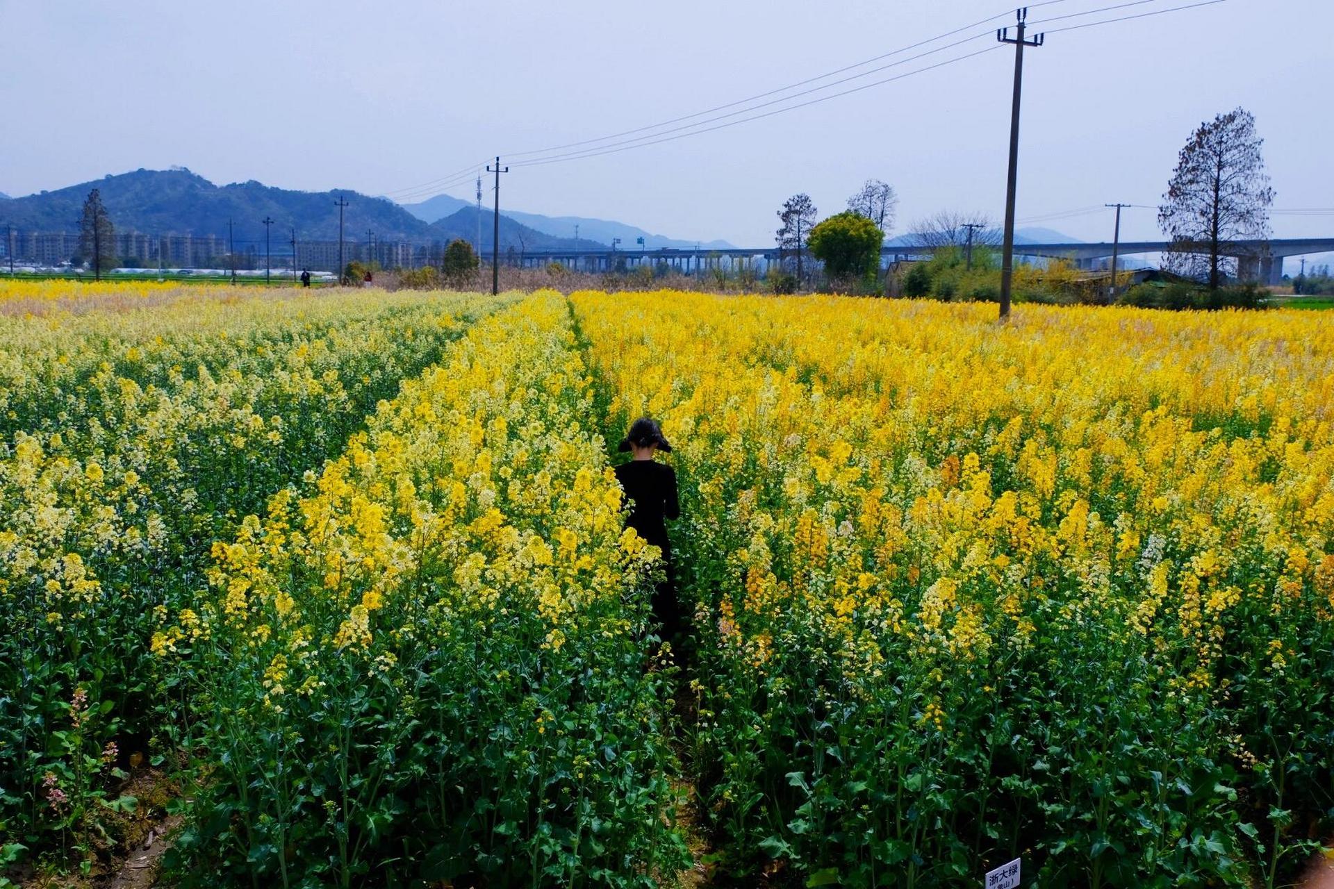 宁波 五彩油菜花田